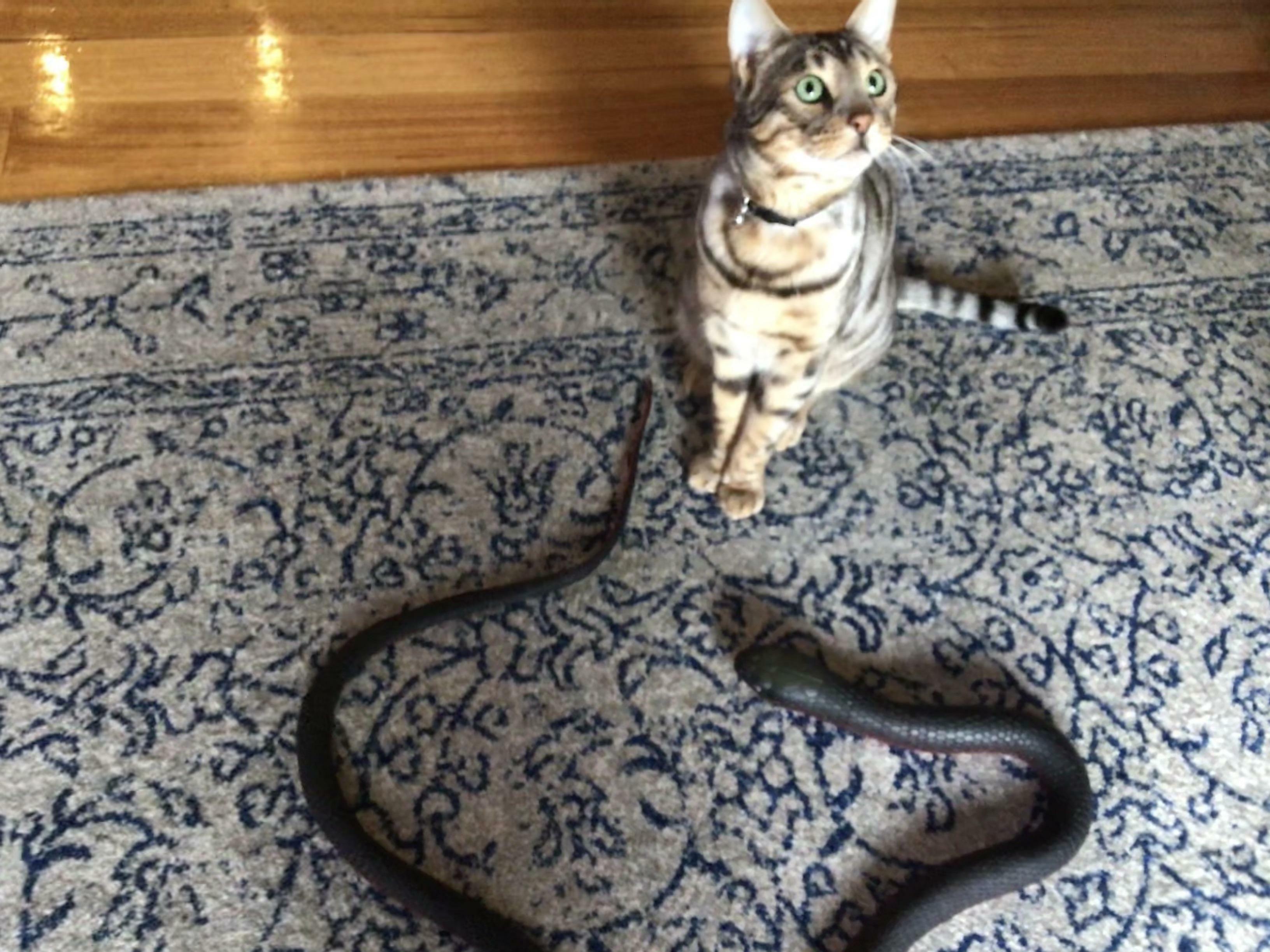 Mon chat est un chat d'intérieur depuis des mois. Aujourd'hui, il m'a ramené un serpent jouet.