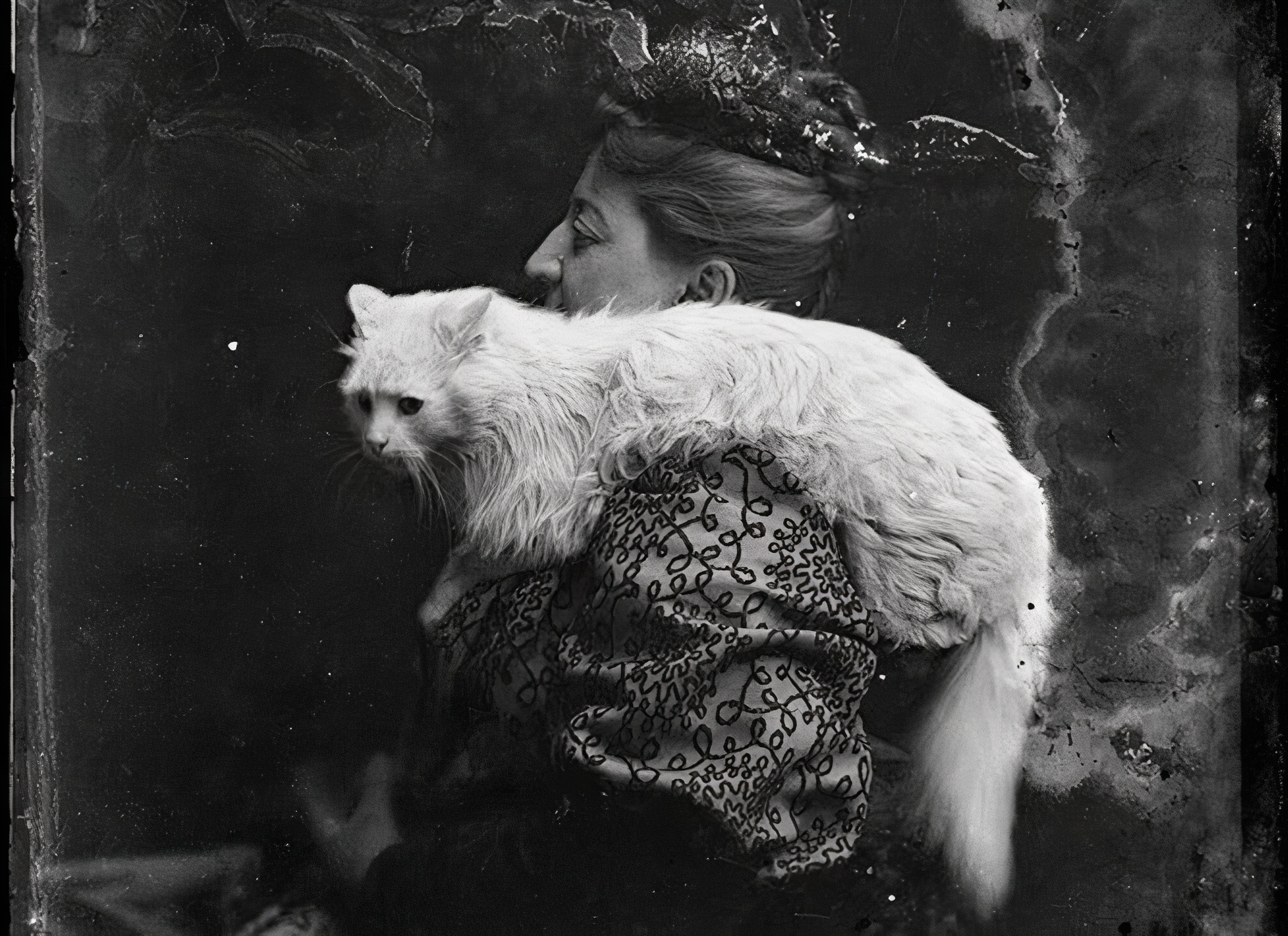 Toute la beauté et l’élégance d’un énorme chat blanc ont été capturées dans cette photographie de studio, vers l’année 1900. washington, d.c., états-unis