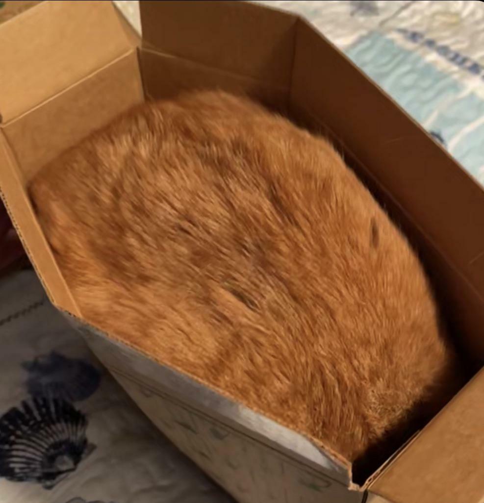 Je pense que mon chat aime la boîte