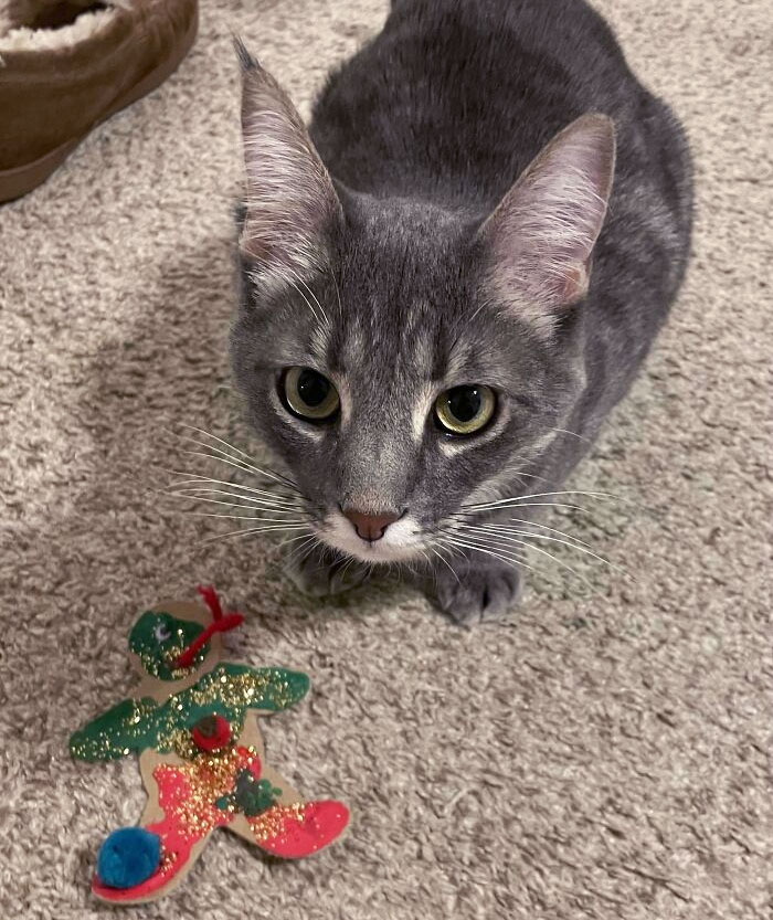 J’ai été malade toute la journée dans mon lit. J’ai finalement ouvert la porte et arthur le chat m’avait apporté une décoration de Noël du sapin comme cadeau.