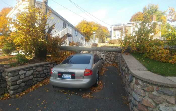 Un arbre est tombé et c’est maintenant le gars le plus chanceux de la ville ce matin.