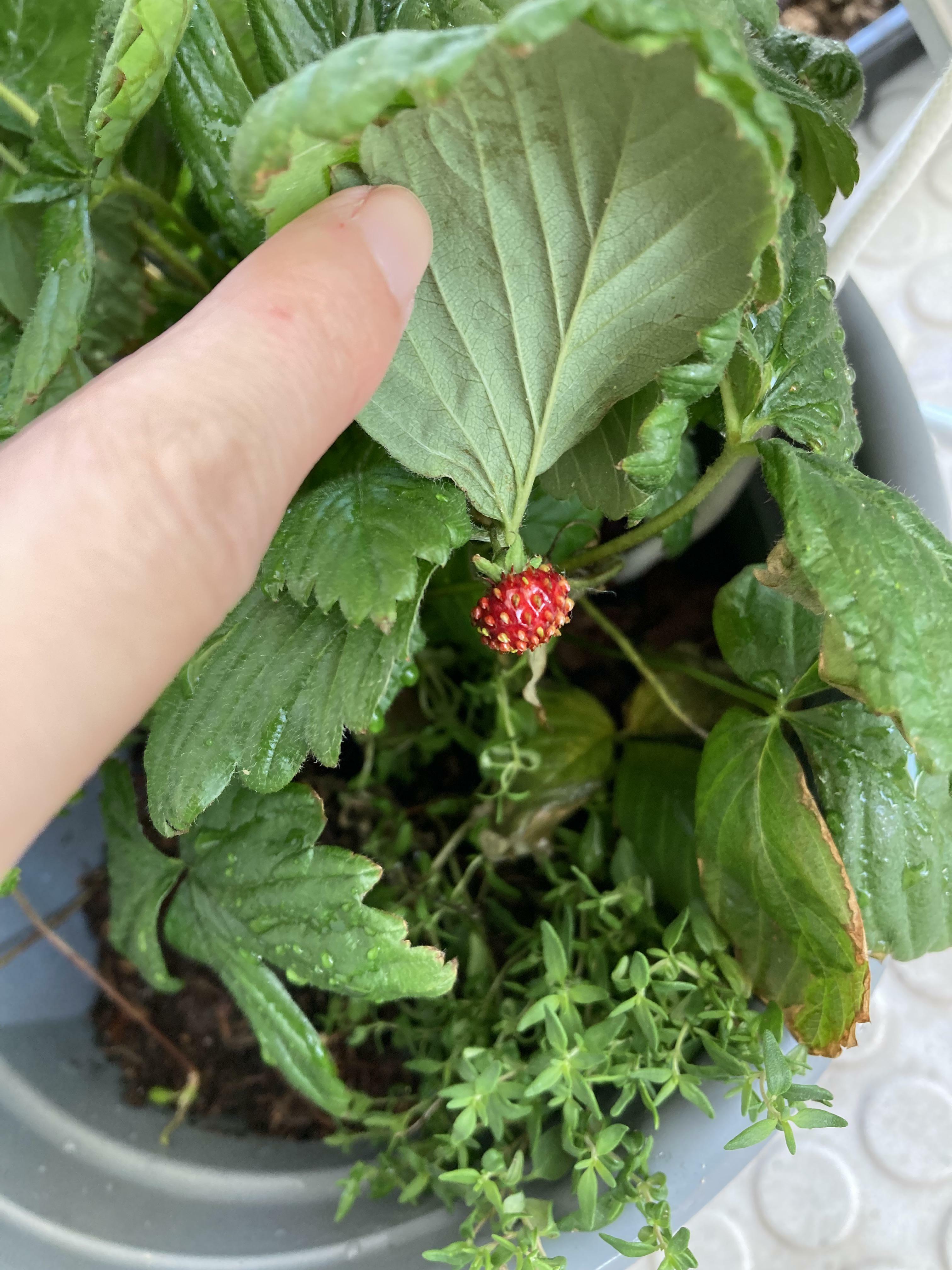 Il est temps de faire de la confiture de fraises pour mes voisins