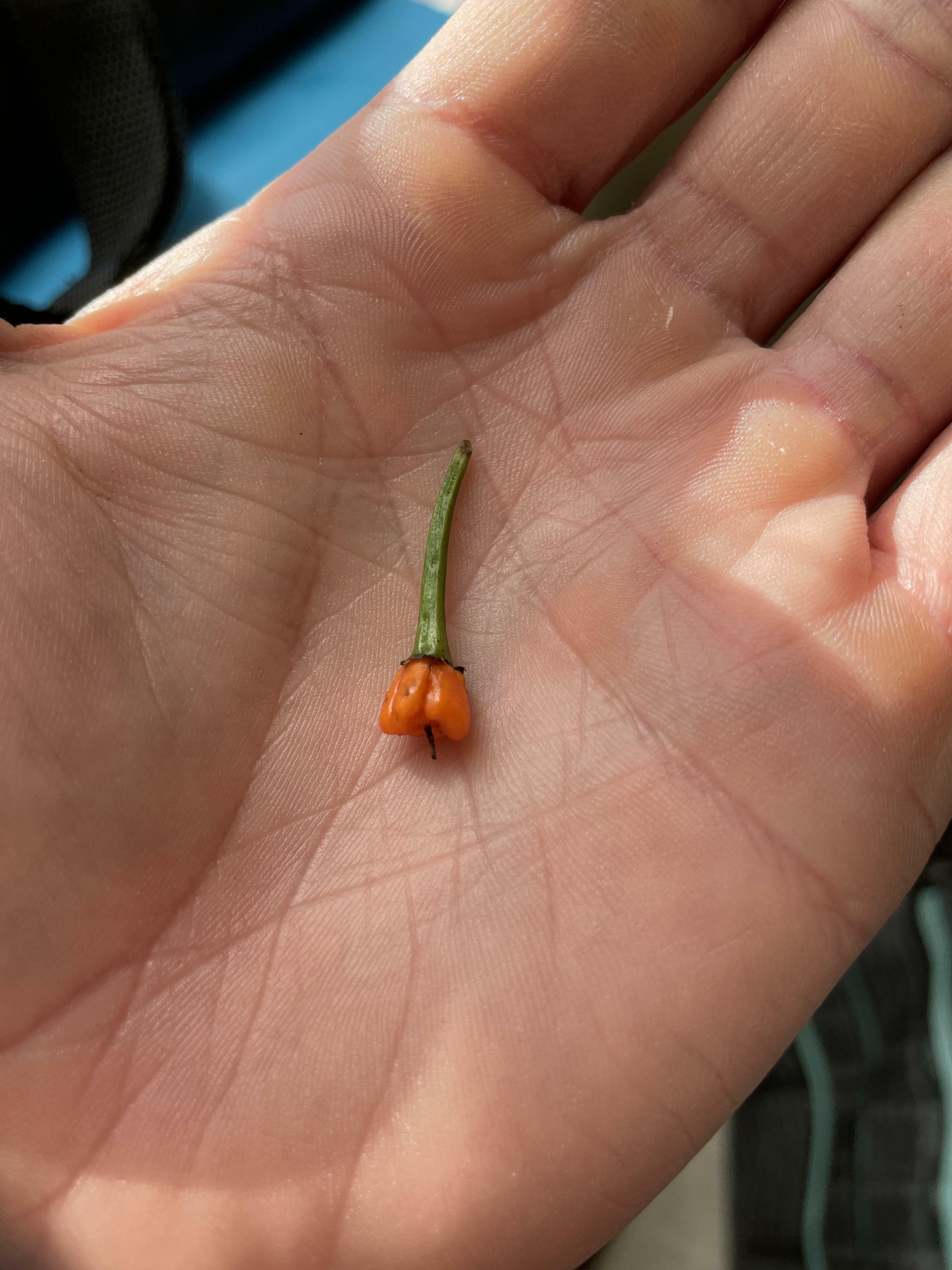 Je saute dans le train des petits piments avec le seul carolina reaper que j'ai réussi à faire pousser cette année.