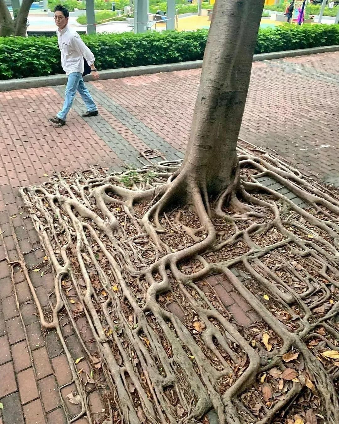 racines de l’arbre banyan à hong kong