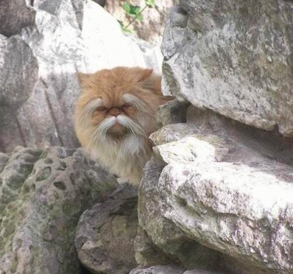ce chat ressemble à un vieux maître de kung fu bourru