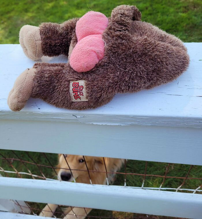 Je suis allée à la clôture pour voir le chien de mes voisins. Il m’a apporté ceci. Son humain l’appelle “sweetcheeks”.