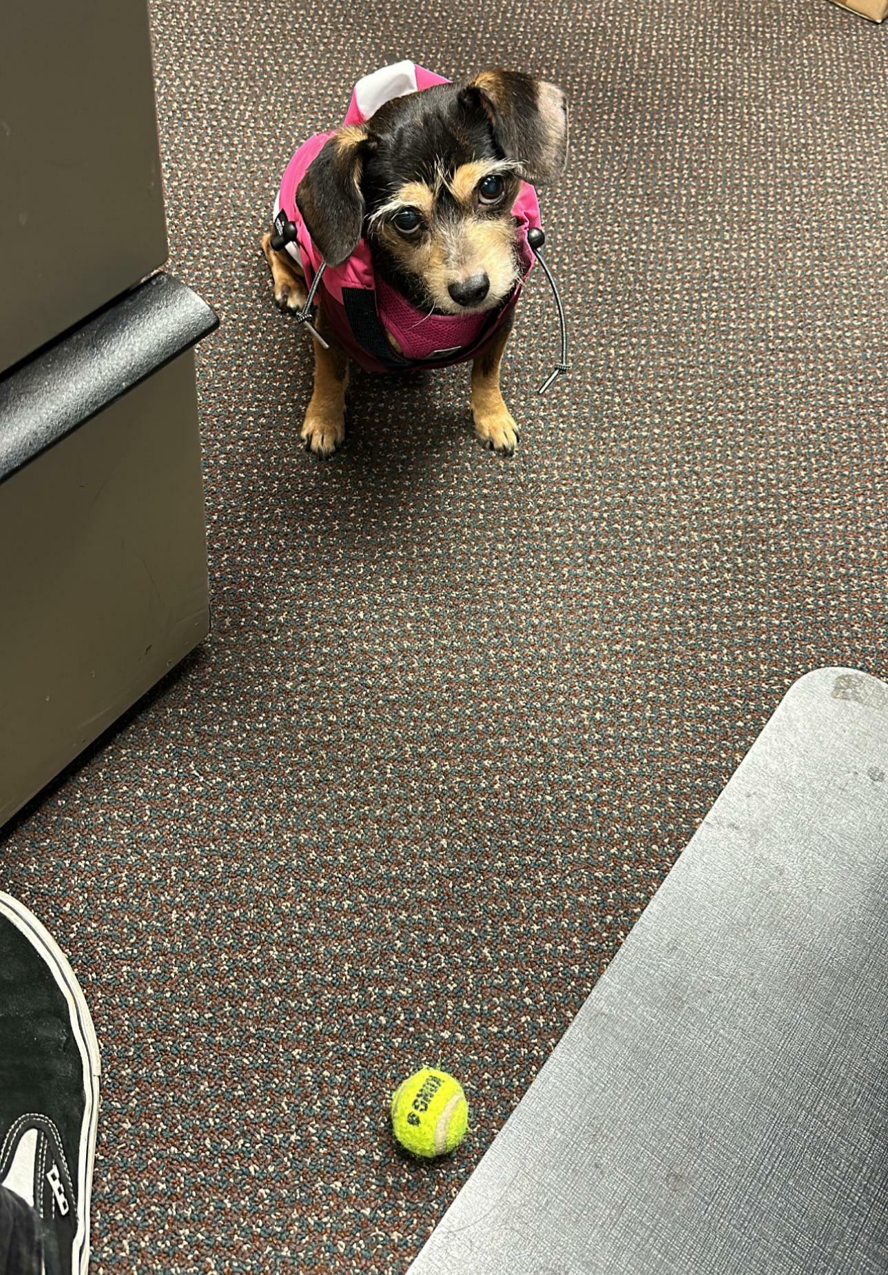 J’ai amené Lumen au bureau aujourd’hui. Elle adore apporter le ballon à tout le monde pour qu’ils puissent le lancer pour elle.