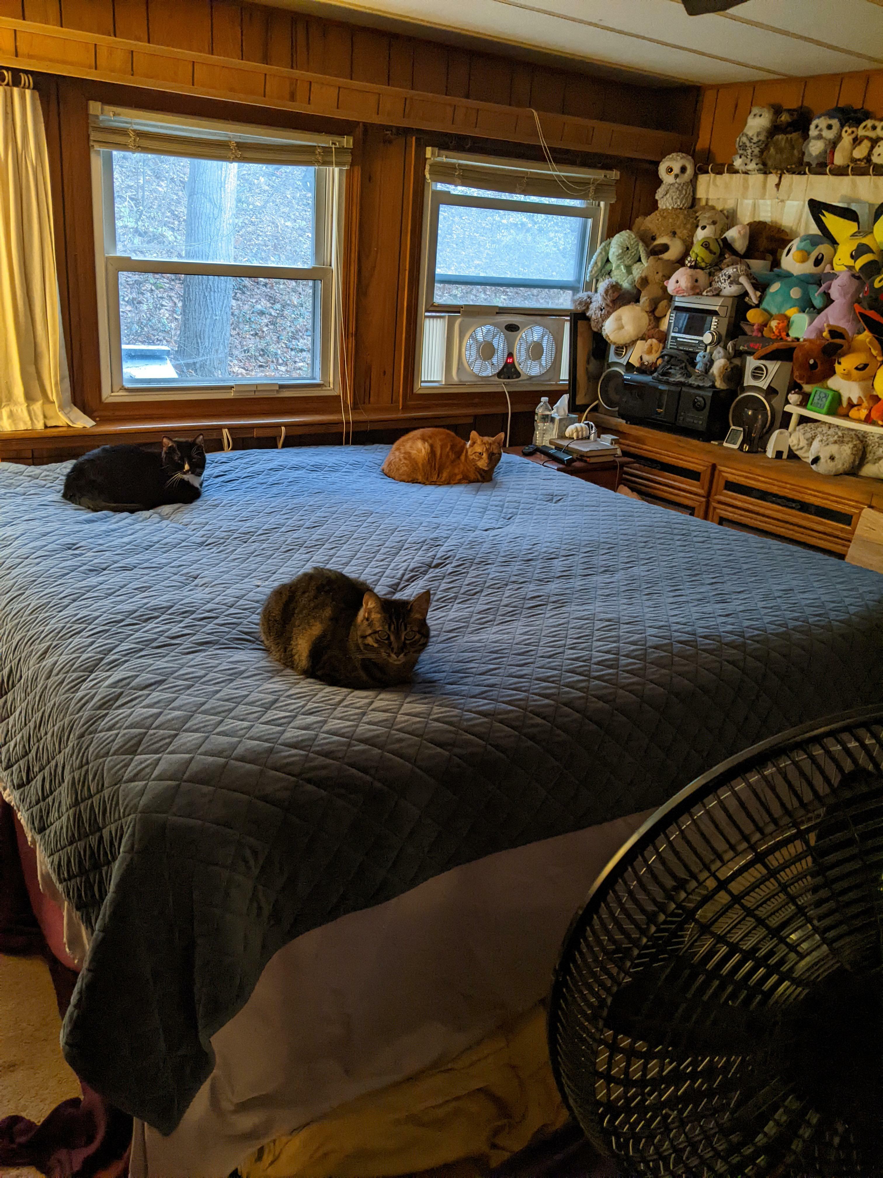 Mon argument pour un 4e chat. Nous avons 4 coins pour le lit.