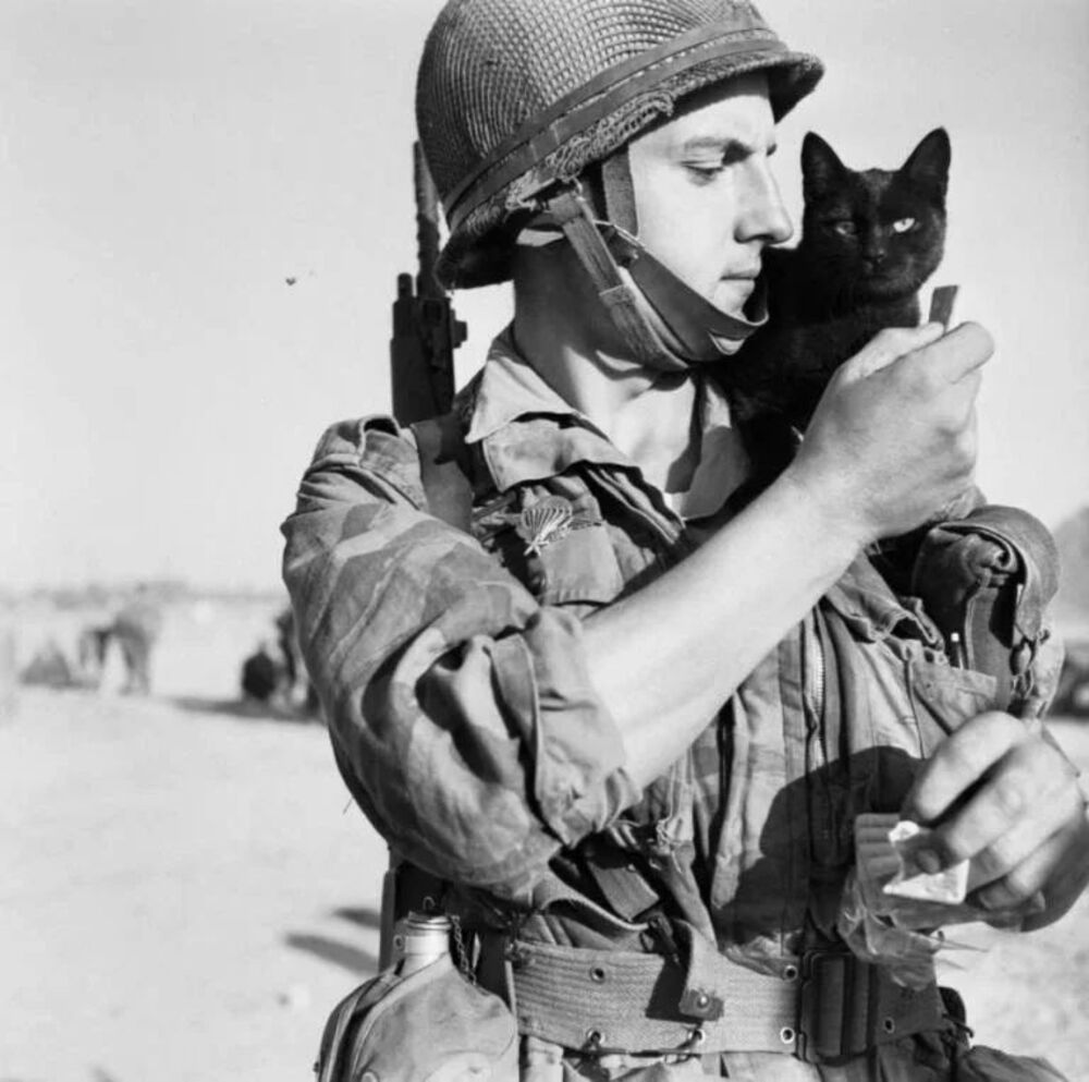 une photo prise par le photographe et parachutiste français paul corcuff d’un soldat et de son chat dans un camp à chypre en 1956.