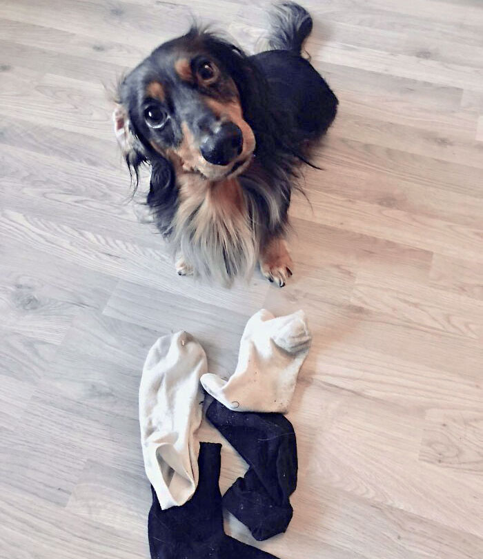 Mon chien aime m’apporter des chaussettes chaque fois que je rentre du travail. Aujourd’hui, il m’en a apporté 4, très bon garçon.