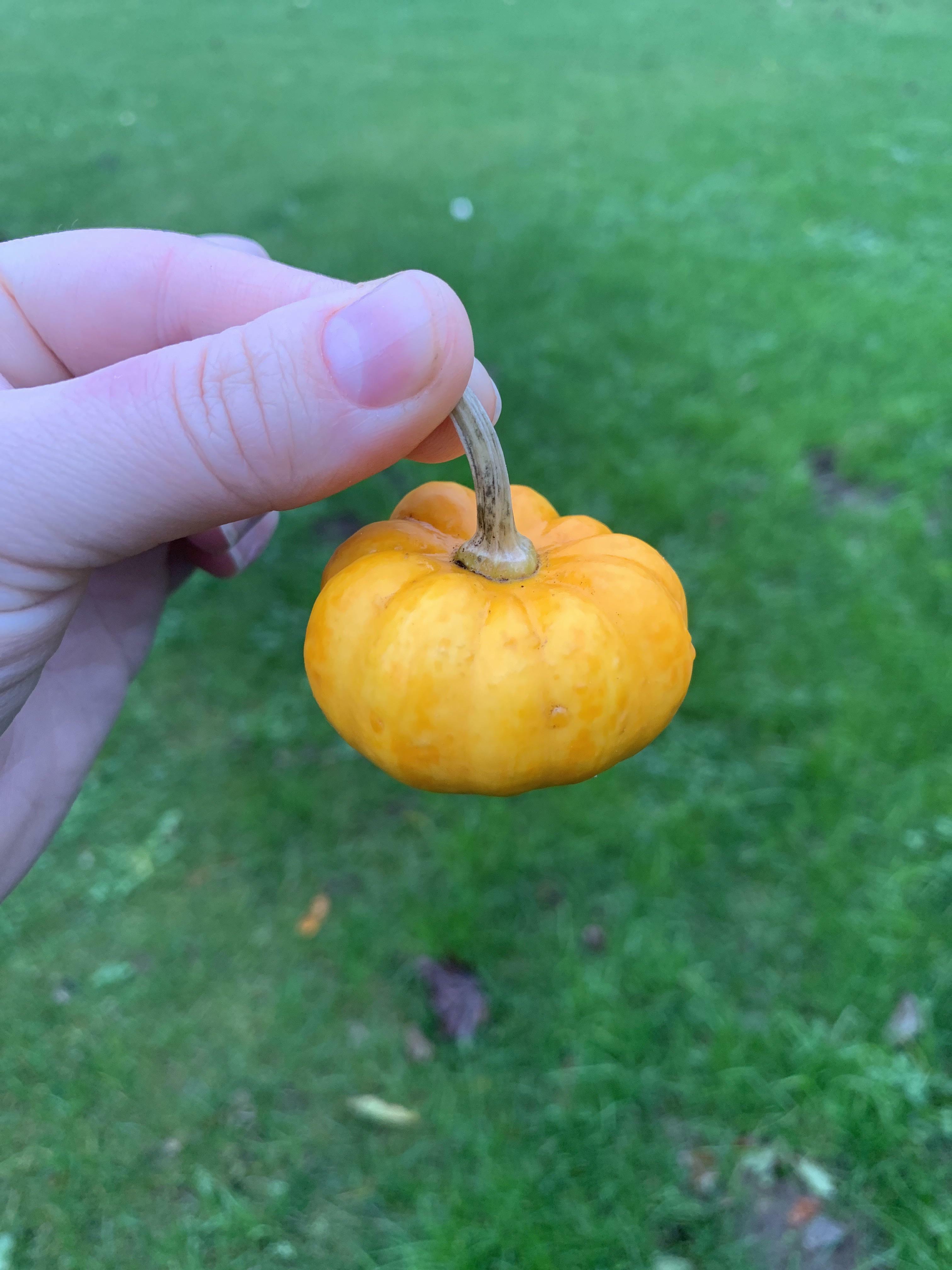 juste juste à temps pour Halloween, la plus petite jack o'l l lant du monde