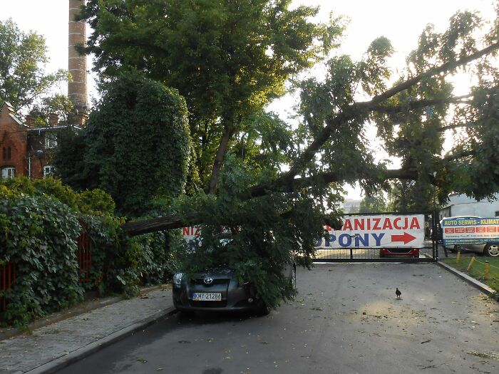 Un arbre a été arrêté par une clôture à quelques centimètres du toit de la voiture, elle était indemne et s’est garée au même endroit le lendemain.