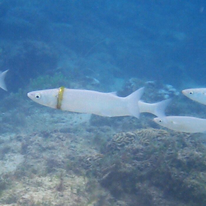 Un plongeur en apnée trouve une alliance perdue enroulée autour d’un poisson mulet au large de l’île de Norfolk.