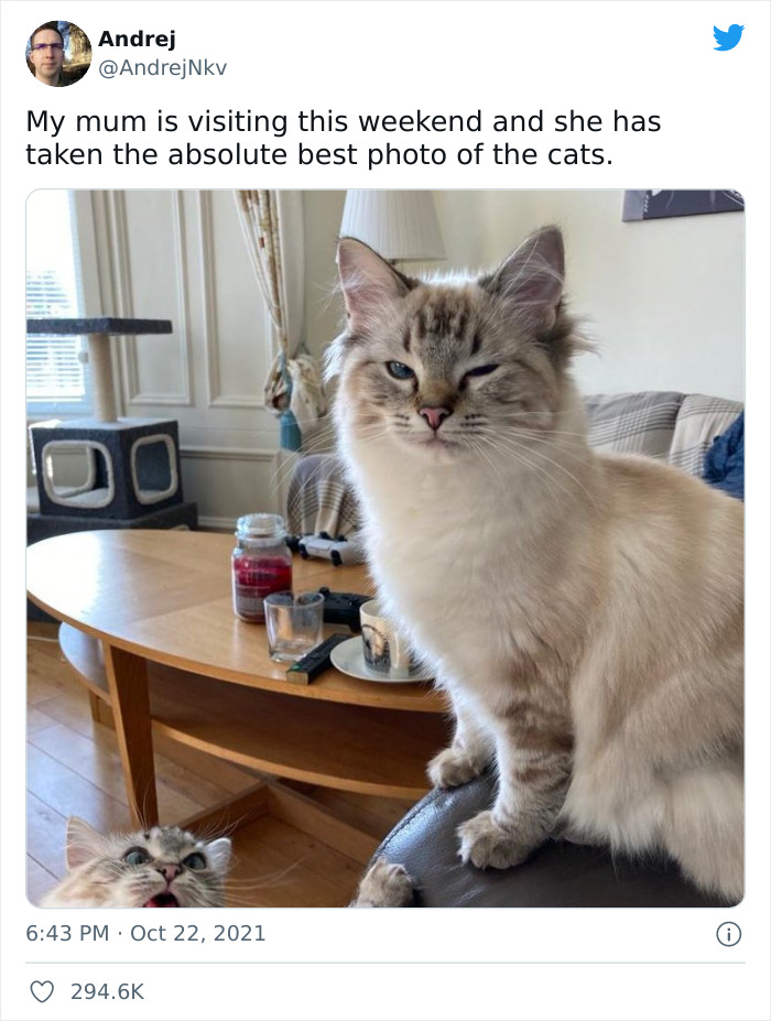Ma mère est en visite ce week-end et elle a pris la plus belle photo des chats.