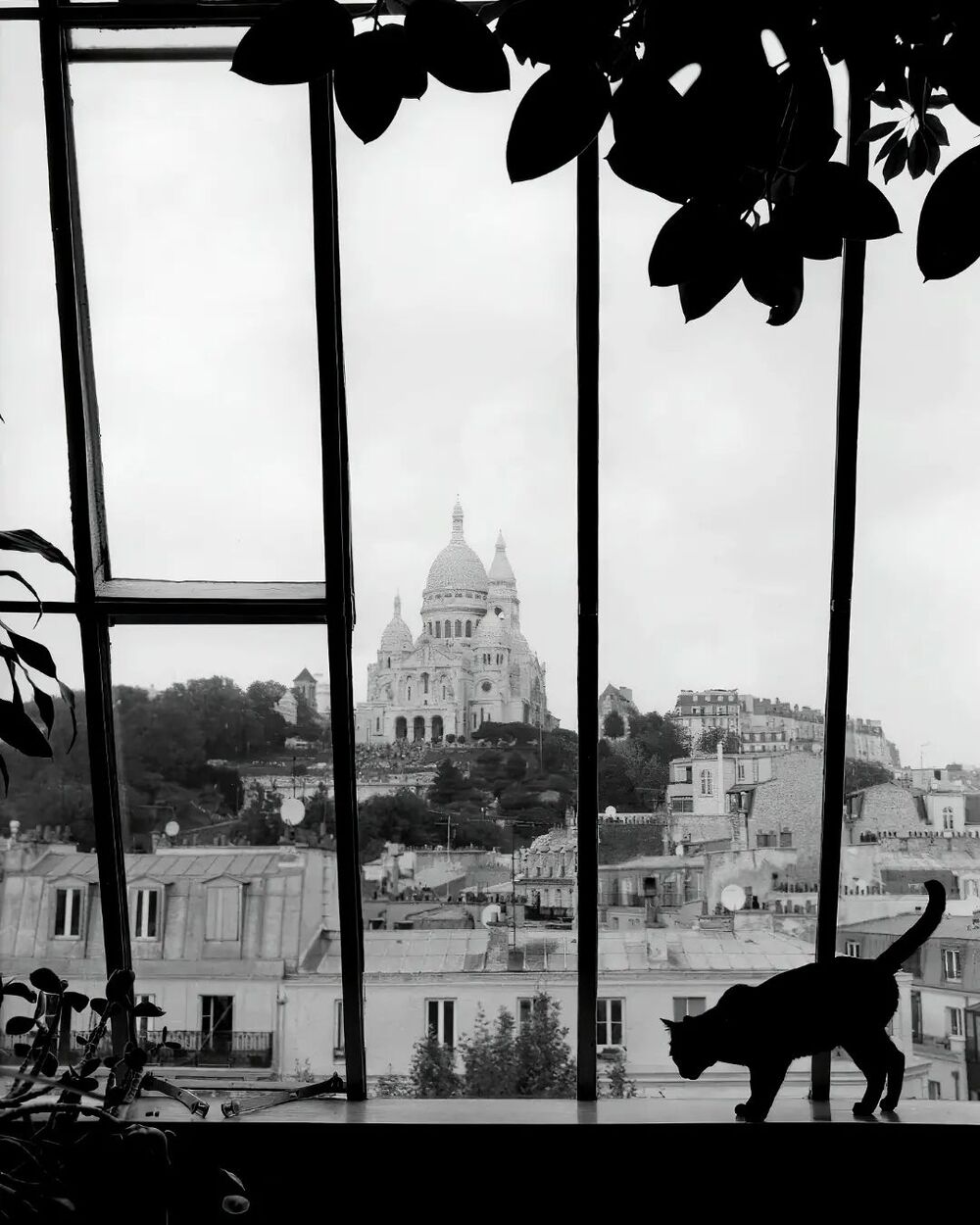 Le photographe george brassaï a pris plusieurs images de chats errant dans la ville lumière. 1938