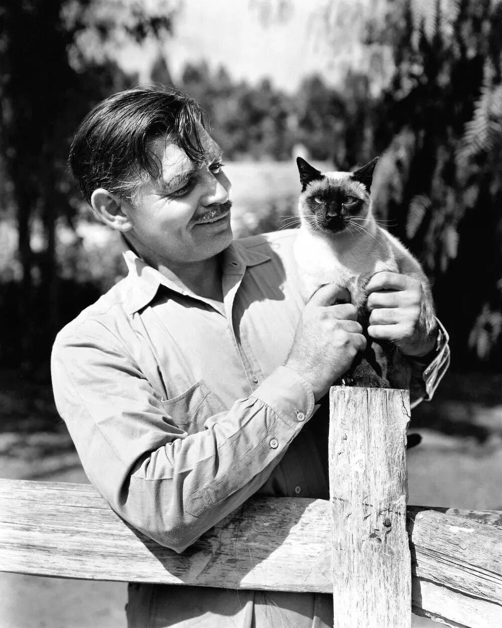 « Le roi d’Hollywood », l’acteur américain Clark Gable, pose avec l’un des chats qui vivaient dans son ranch de la vallée de San Fernando, en Californie, aux États-Unis, en 1945.