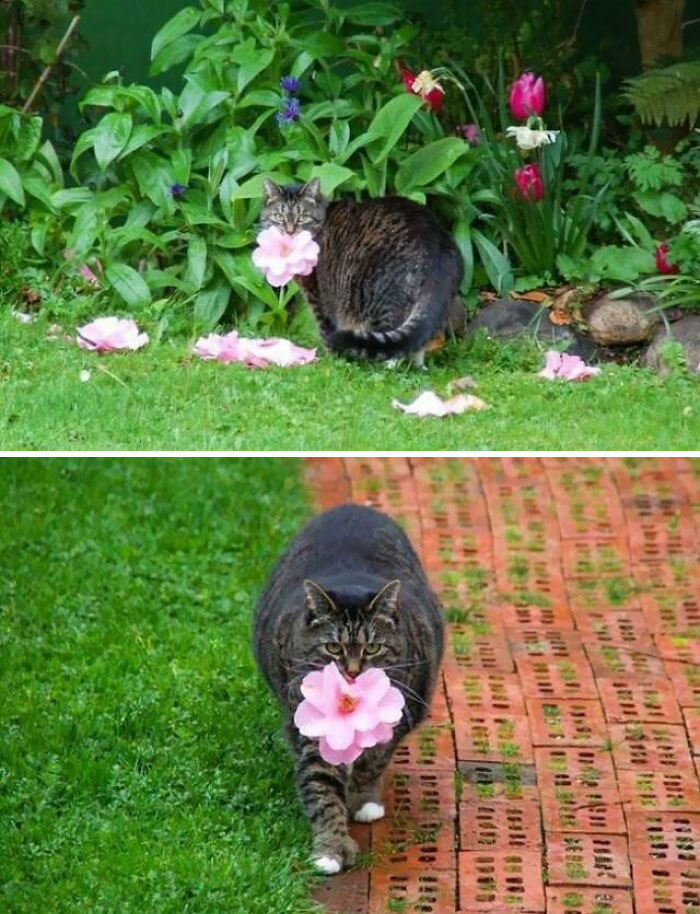 Ce chaton attend que les fleurs tombent et sélectionne soigneusement les plus belles pour les apporter en cadeau à son propriétaire.