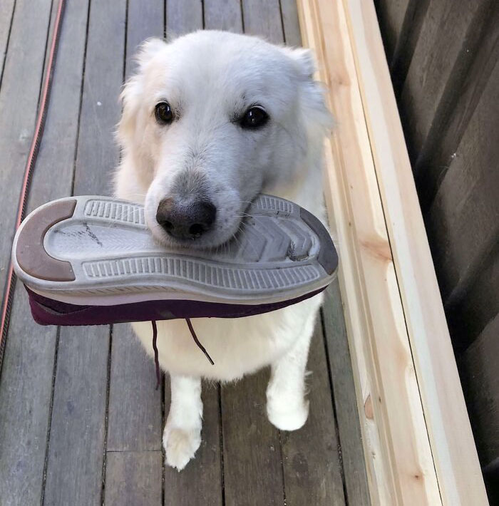 Mon chien apporte toujours une chaussure quand je rentre à la maison