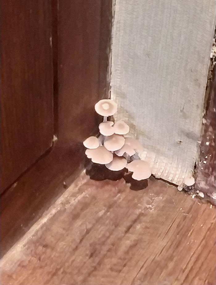 les champignons poussent dans ma chambre d’hôtel. c’est un novotel