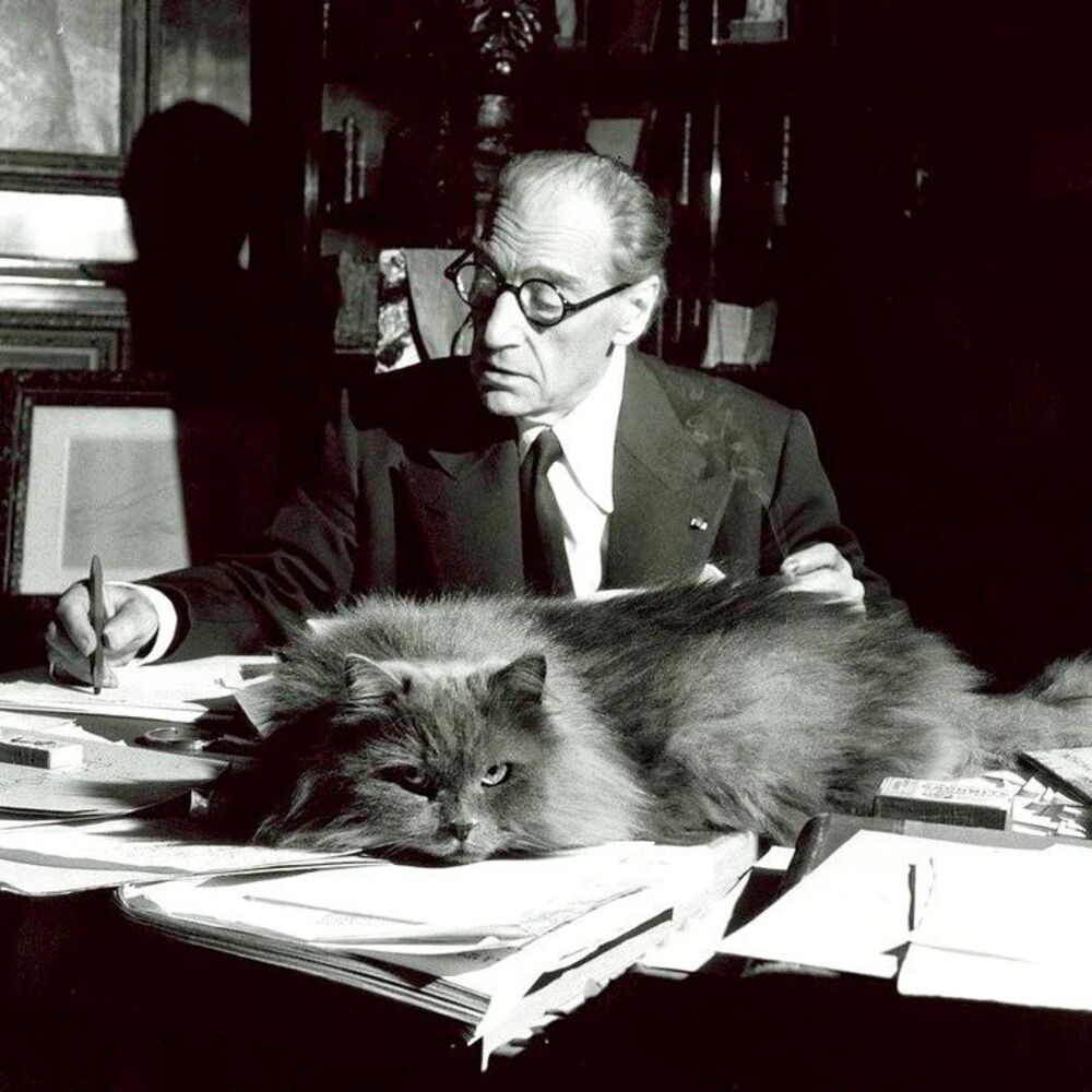 Pendant ses études, l’acteur et scénariste français sacha guitry a eu la compagnie de ce beau gros chat, qui s’est confortablement installé parmi les paperasses, 1955.
