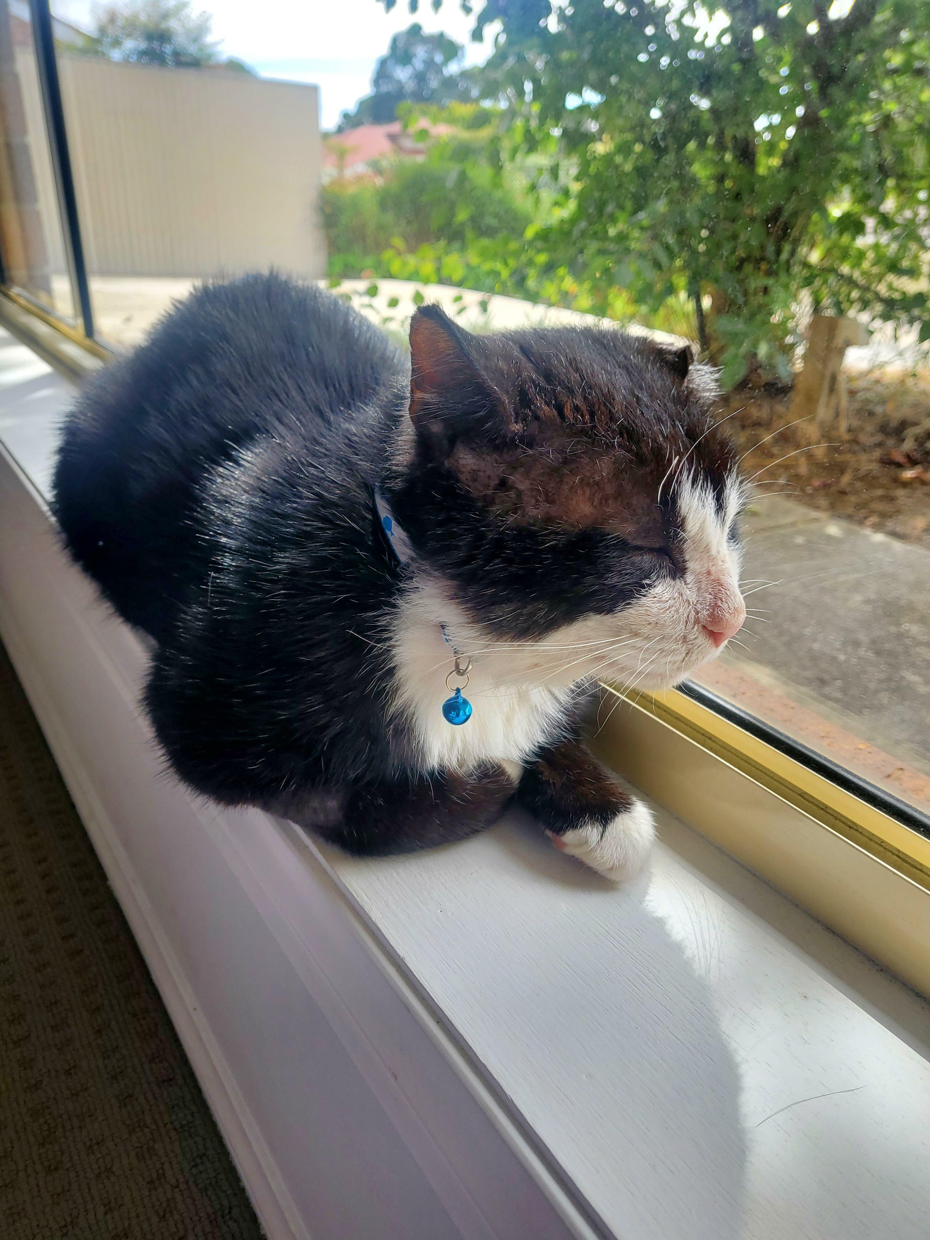 This Beautiful Boy Sat In A Shelter For Over 6 Months And Was The Only One That Didn't Get Adopted At An Event Last Weekend. He's Missing An Ear, Just Had Dental Surgery And Has A Few Bald Patches But My Girls And I Think He's Perfect. Meet Smooth Dylan (Shelter Name!)