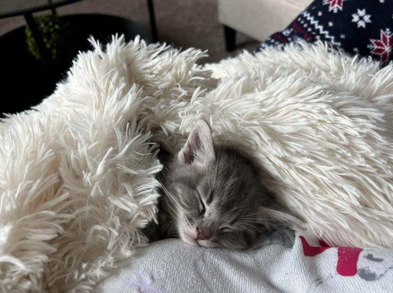 Just Adopted This Little Girl And She Instantly Fell In Love With This Blanket🥹