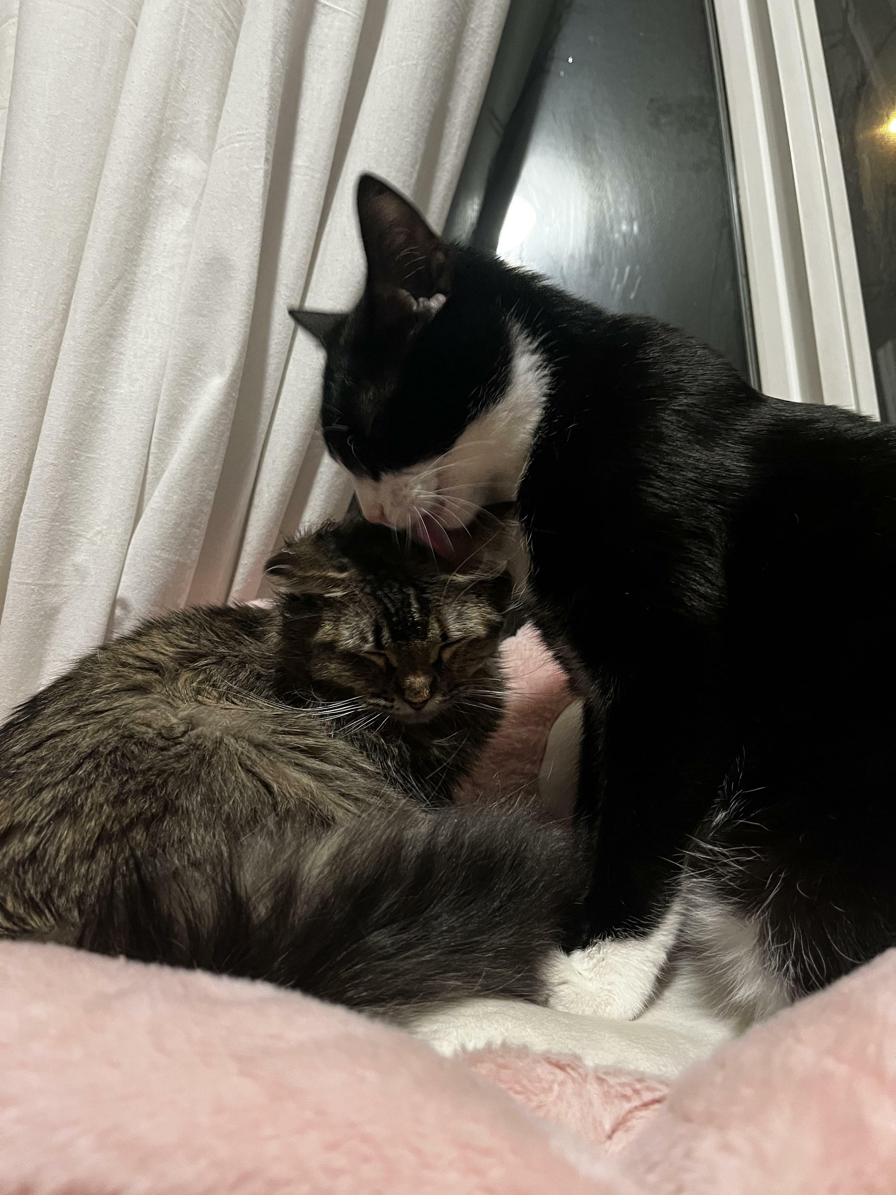 My Rescue Cat Has Fully Adopted My Fostered Feral Kitten