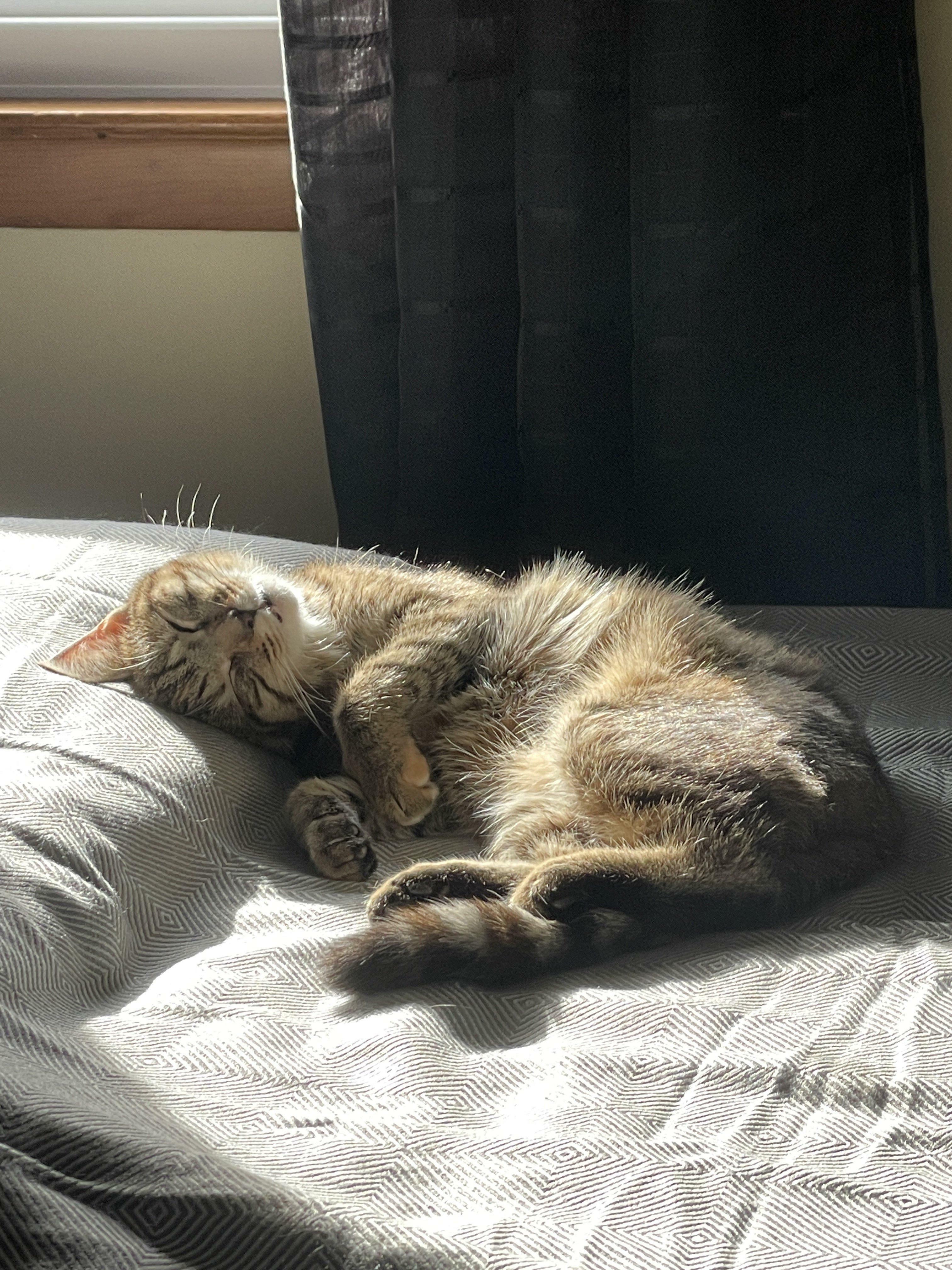 Ursu, My First Ever Pet That I Just Adopted! She Loves To Bask In The Sun