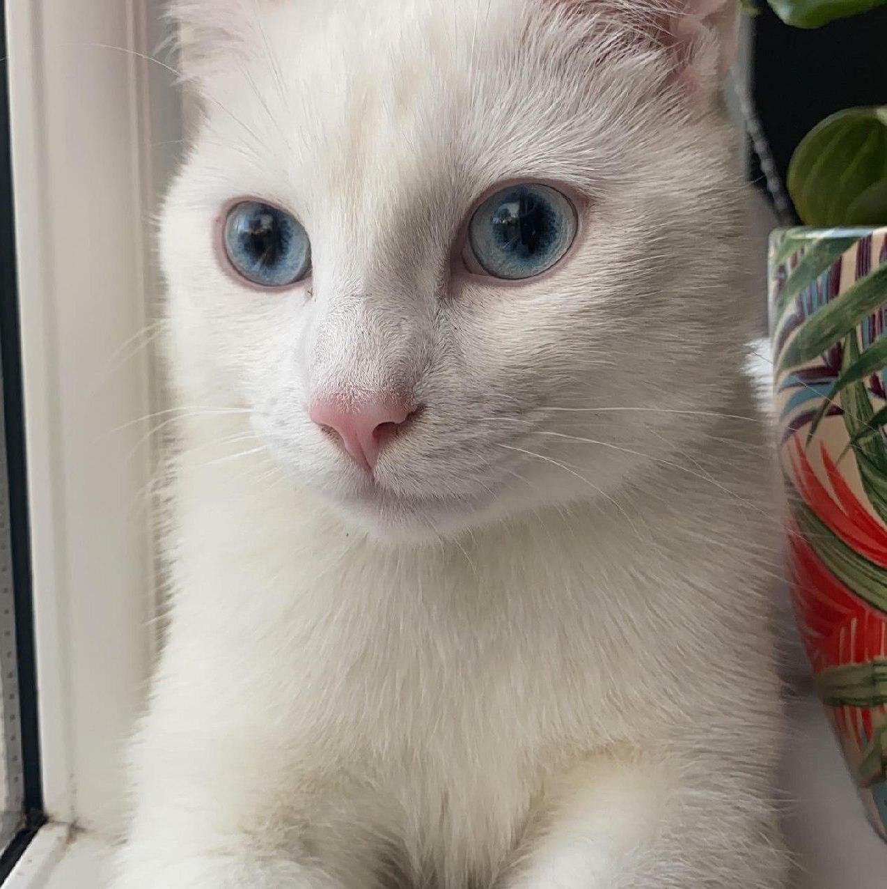We Adopted This Handsome Young Deaf Man Last Week!