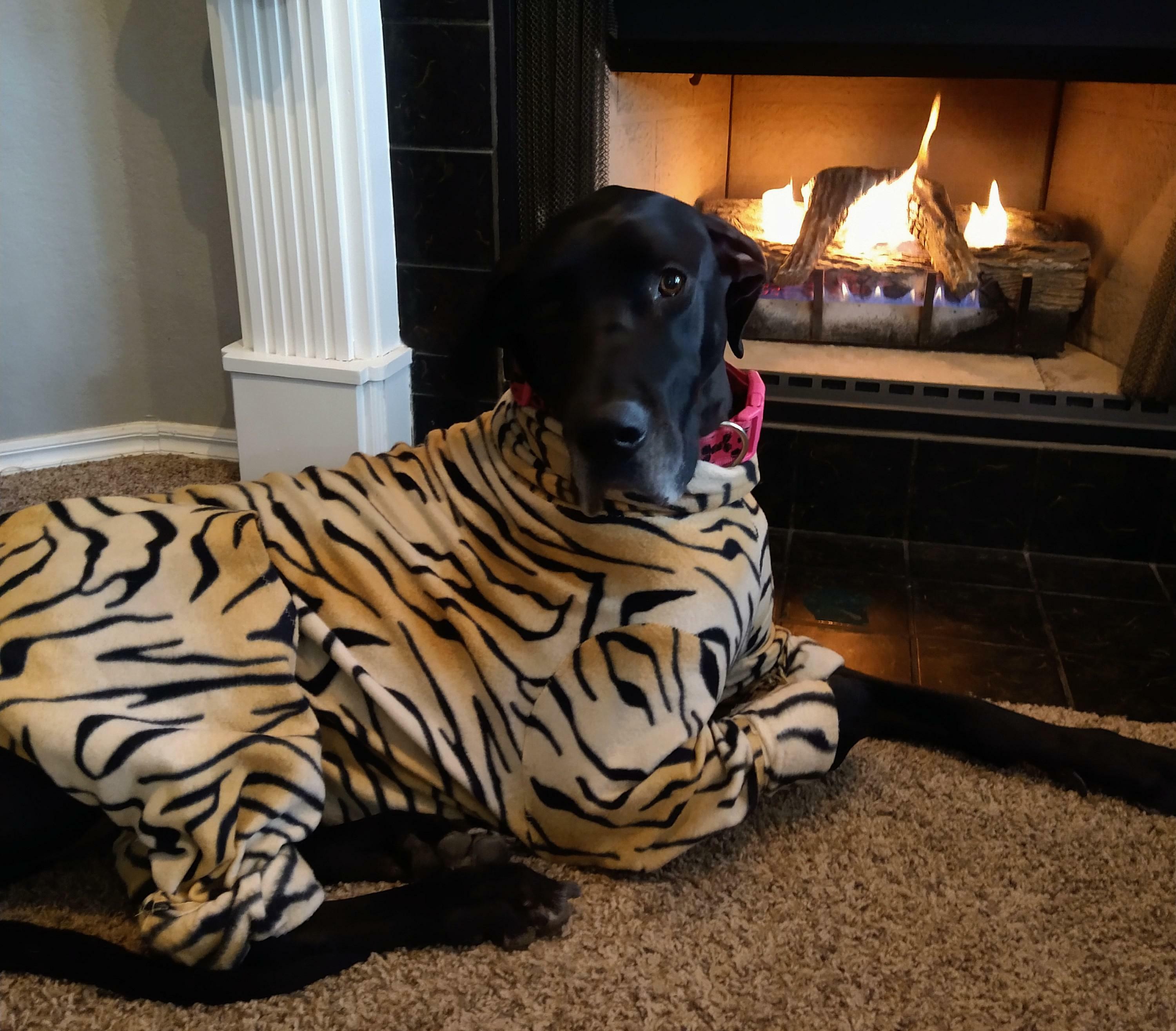 Mon dogue a toujours froid en hiver et il est difficile de trouver des vêtements à sa taille, alors mon amie lui a fait un pyjama.