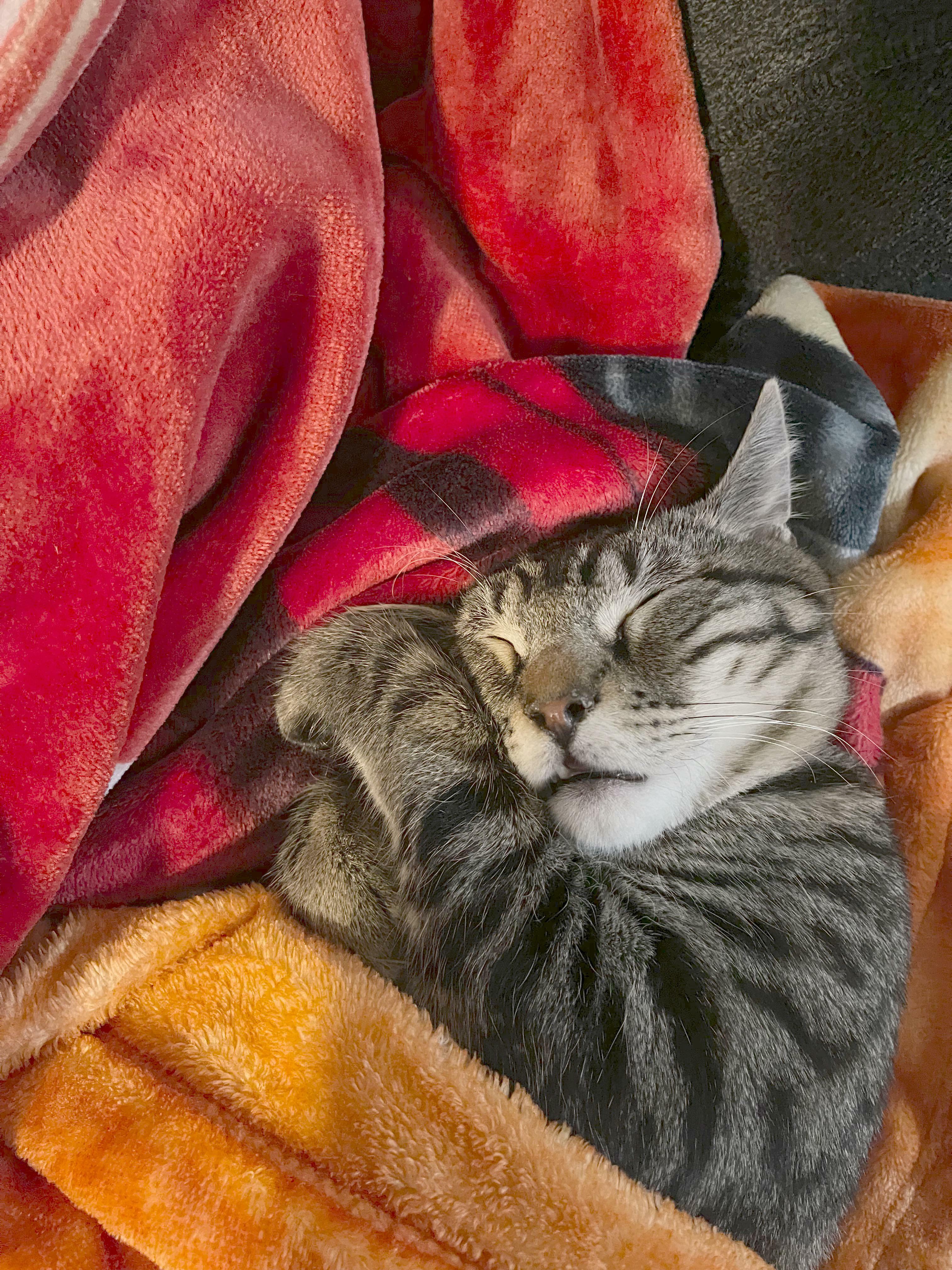 Thought We Were Adopting A Kitten…might Just Be A Stuffed Animal…done Nothing But Sleep For 3 Days