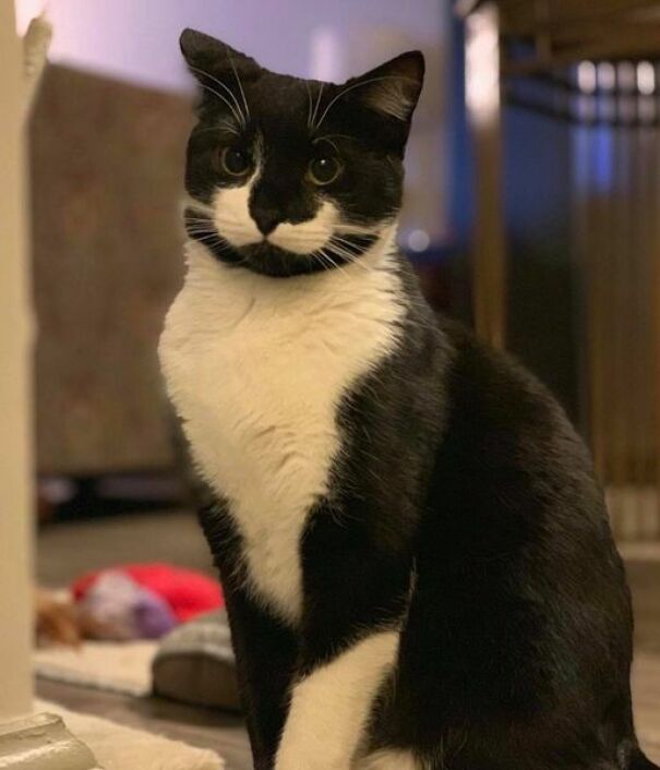 I Adopted A Cat And He Has Just Wanted Nothing To Do With Me. Eats And Then Hides. Today Was A Very Bad Day For Me Personally. I Happen To Just Be Laying On The Ground And He Appeared Letting Me Finally Pet Him