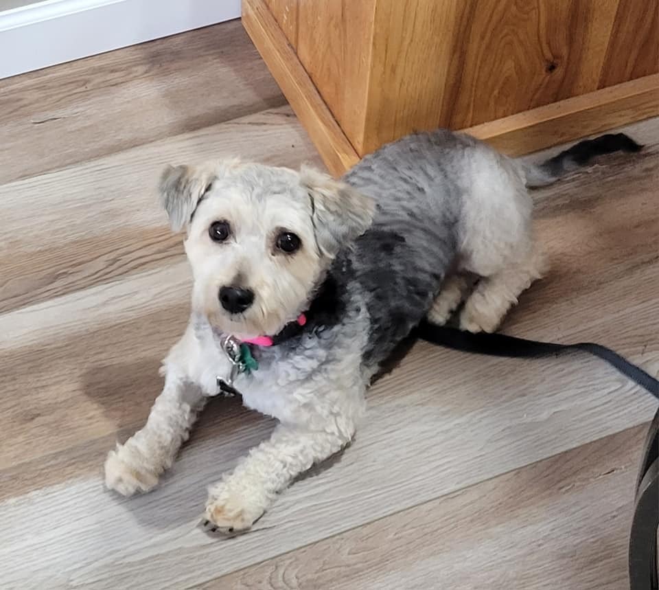 Meet Cricket! Best Adoption Decision Ever