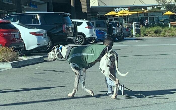 ce gamin qui promène son chien