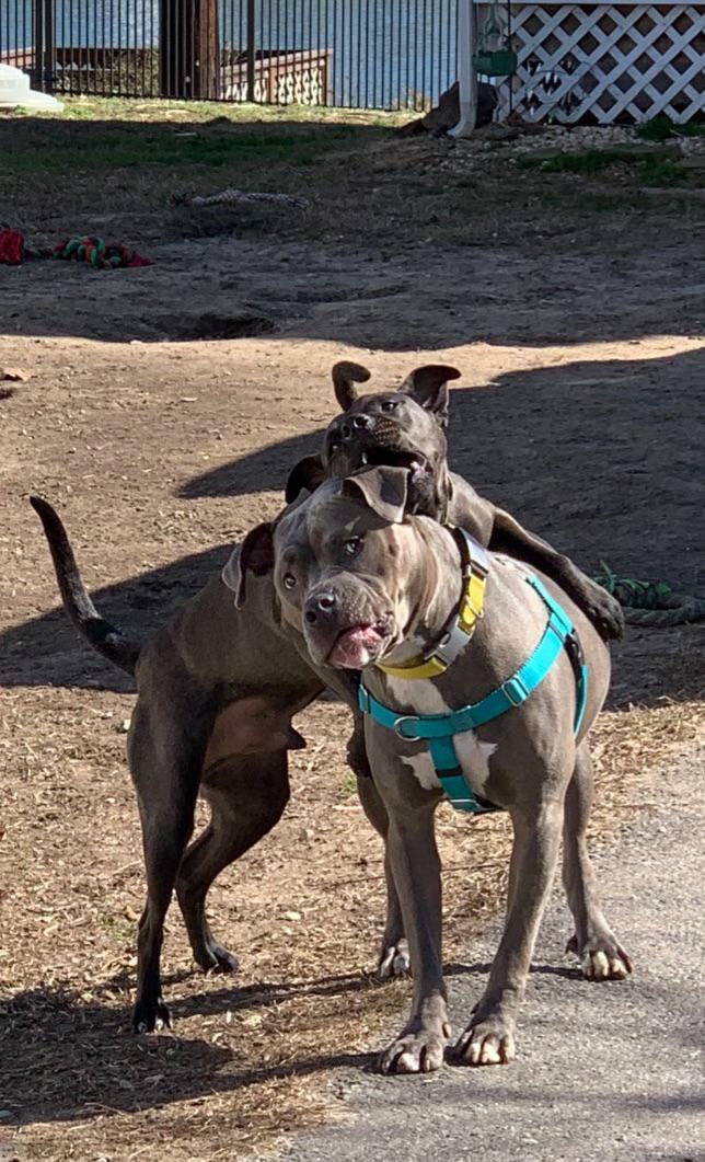 Mom, Please Remind Me Why We Adopted Him?