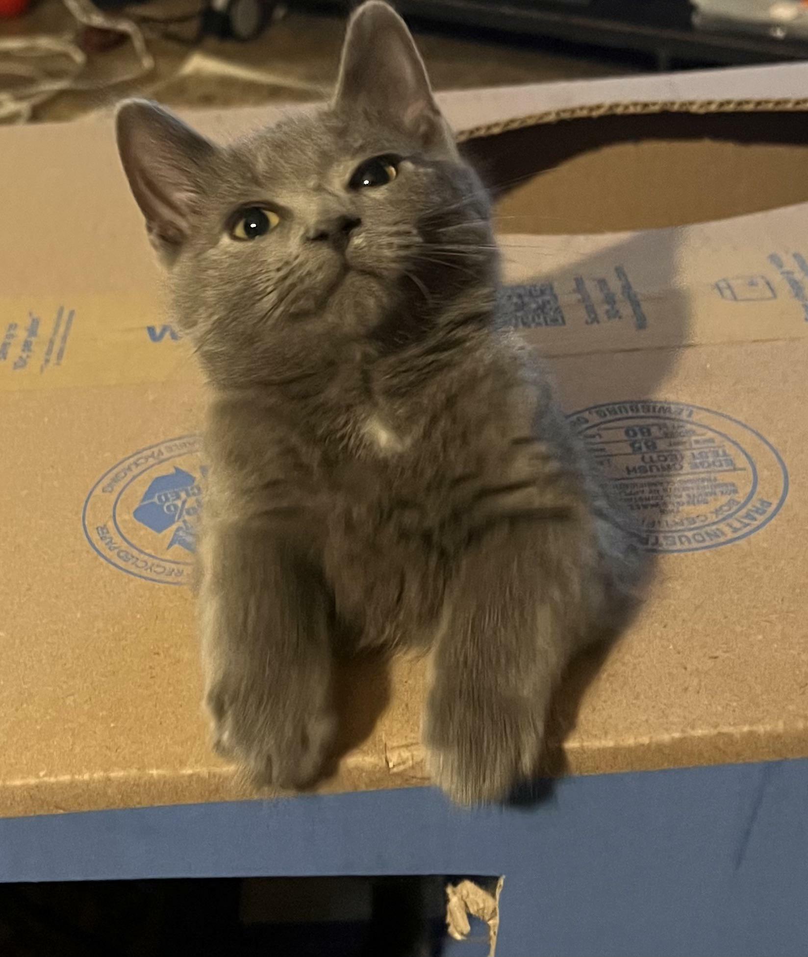 I’m Pretty Sure This Little Rascal I Adopted Previously Only Accessed Food By Scavenging Left Over Human Food. I Cannot Eat Within A Mile Of Her, No Matter How Soon She Had Eaten
