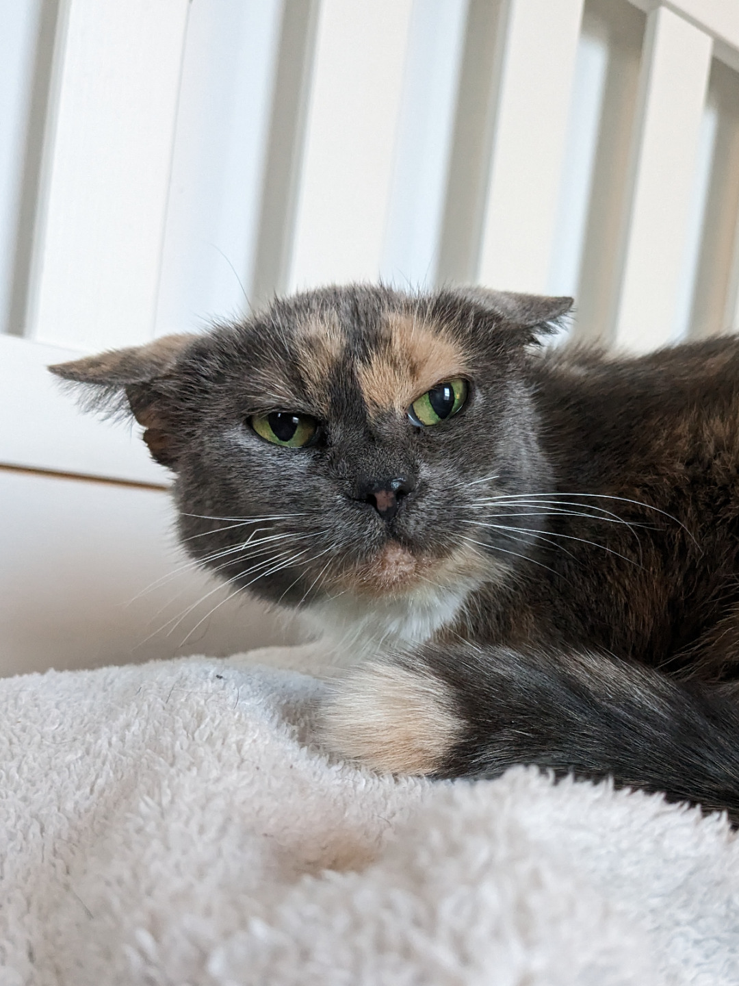 I Adopted An Old Smoker Lady With Ear Issues, This Is The Face She Makes After Her Routine Ear Cleaning