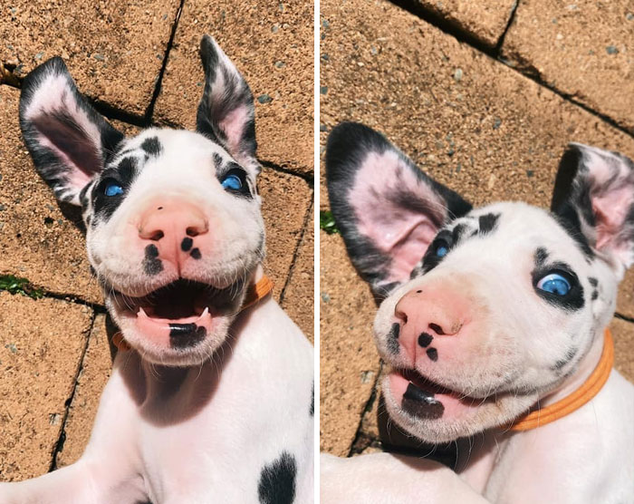 ma terreur aux yeux bleus, parlay. dogue allemand de 7 semaines