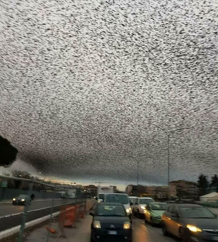 The Sky Over Rome Filled With Starling