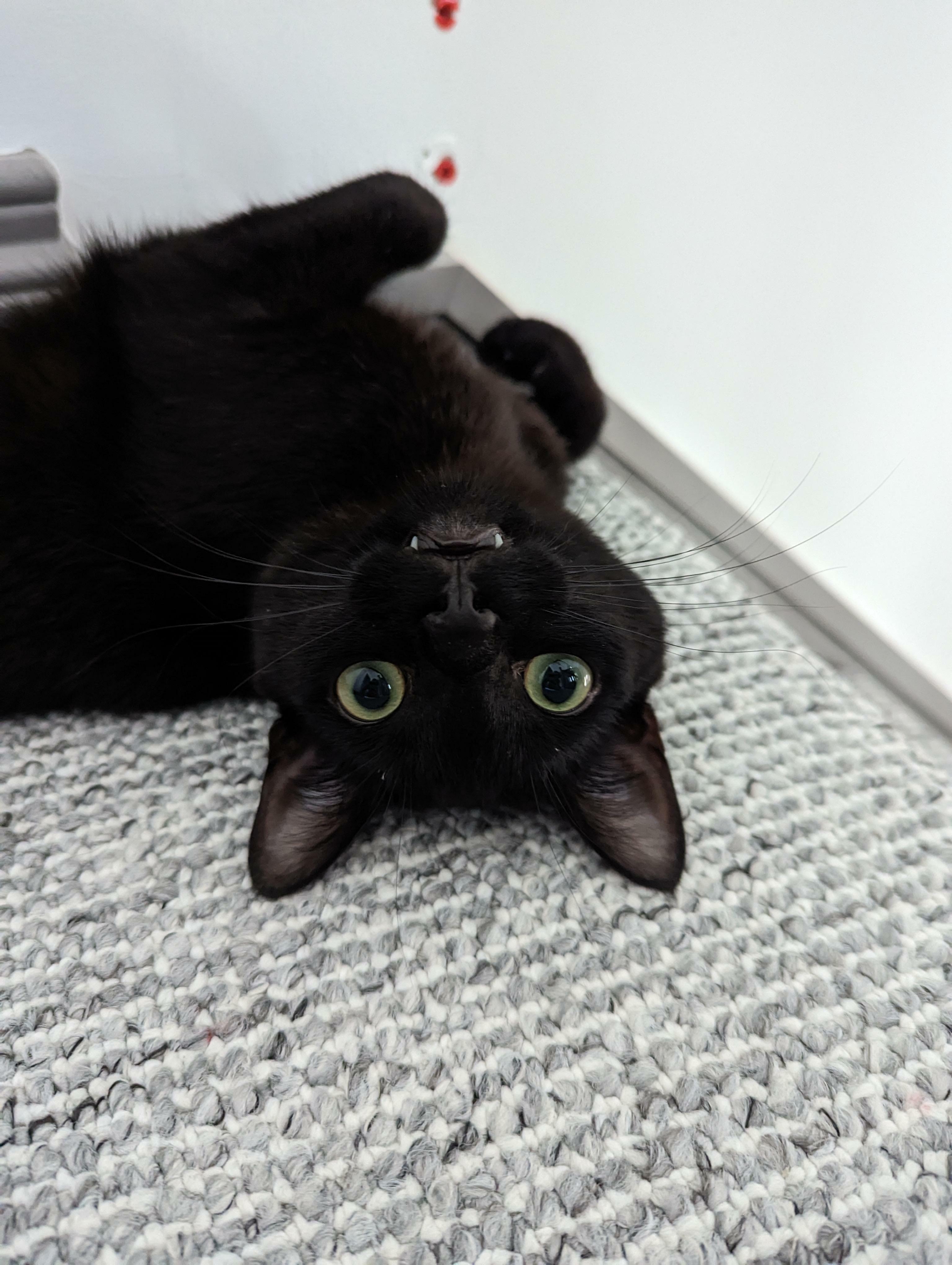 Thought We Were Adopting A Cat However, It Seems We Have A Vampire Bat! Meet Casper