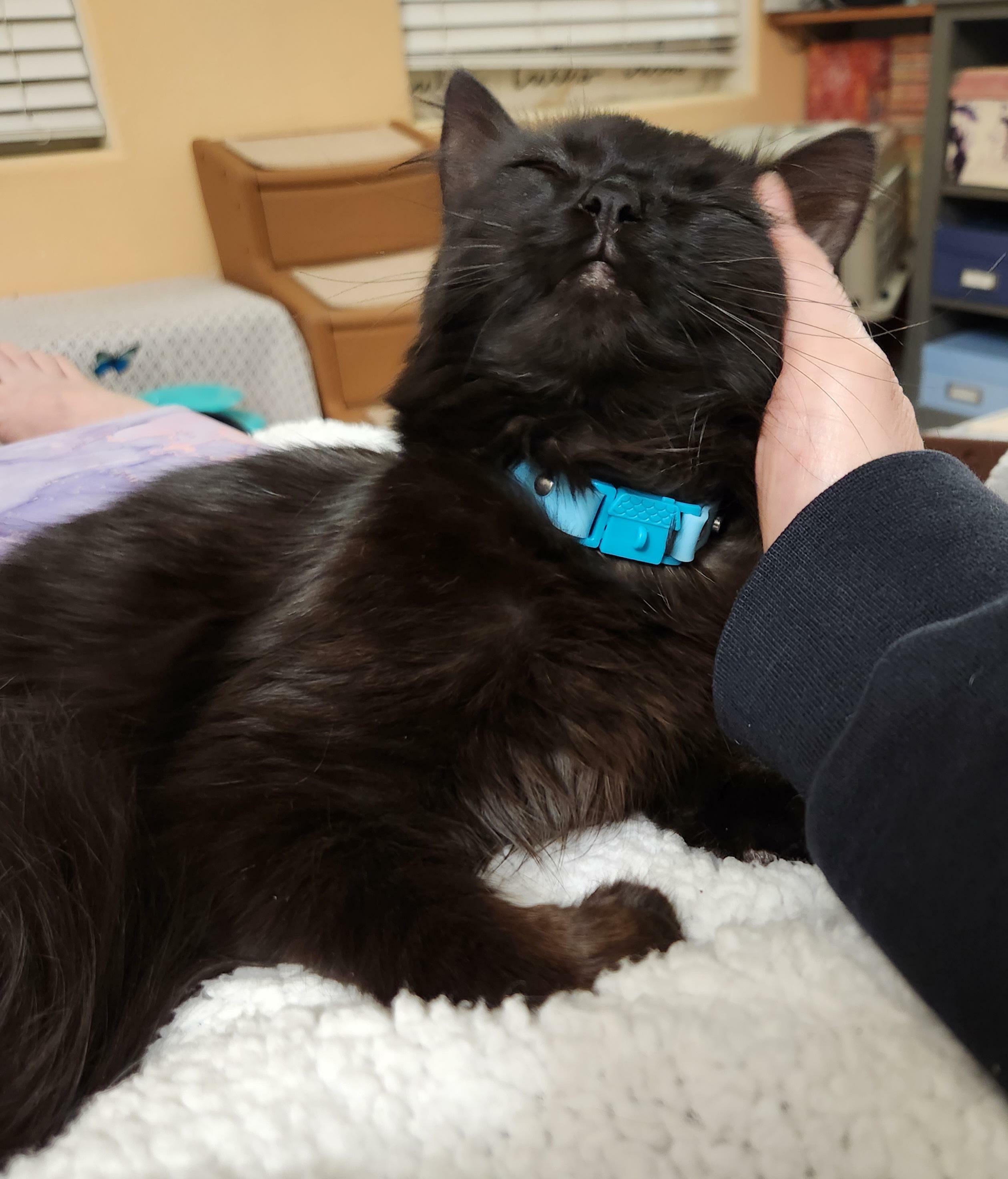 If You Think Adopting A Formerly Feral Kitten From The Shelter Means They Will Not Be Affectionate, I'm Here To Tell You That You Are Mistaken