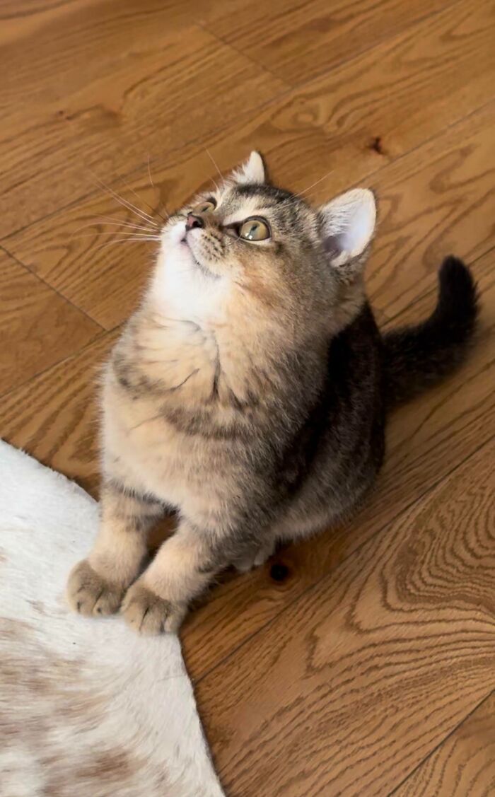 Just Adopted This Derp. Meet Ralph