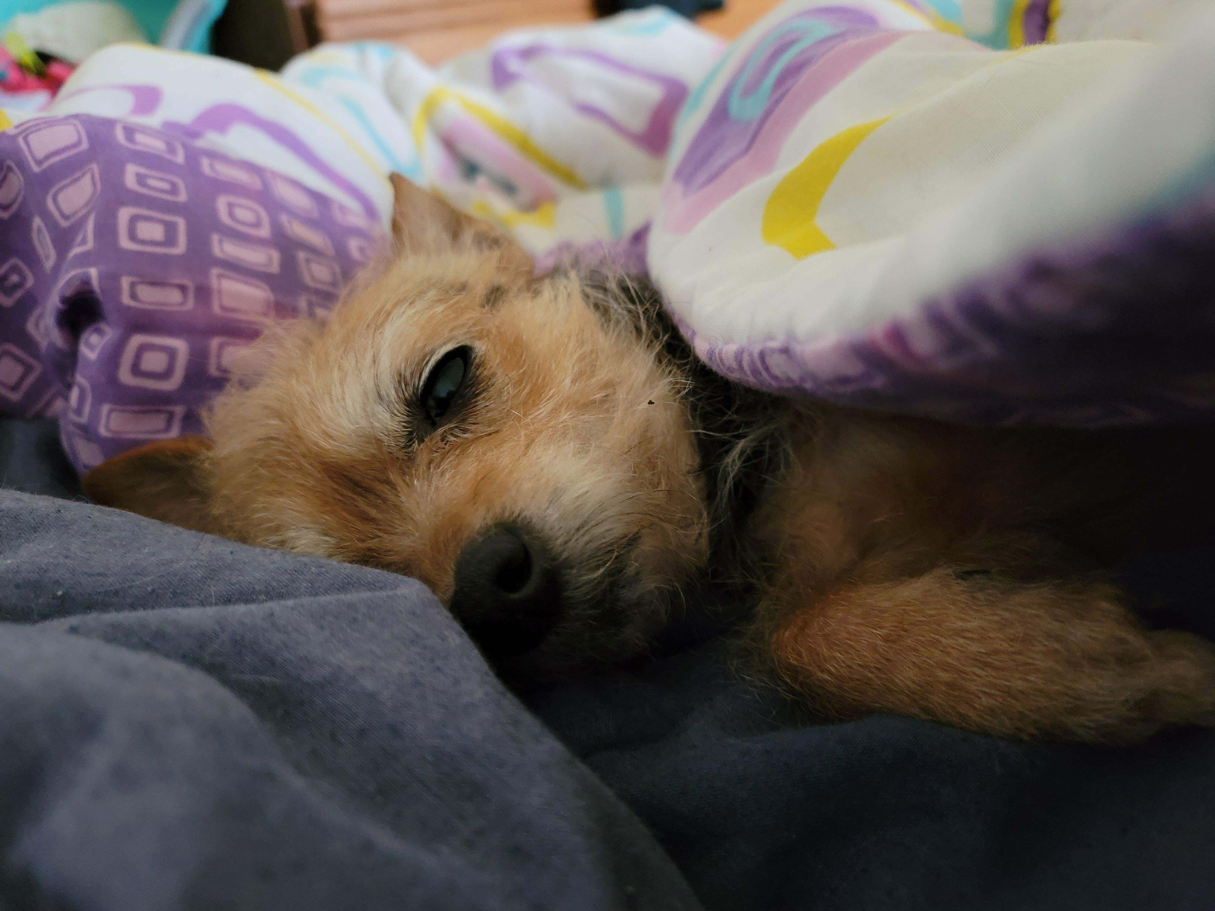 My 15yr Old Adopted Nap Buddy Lily. Older Puppers Deserve Forever Homes Too!
