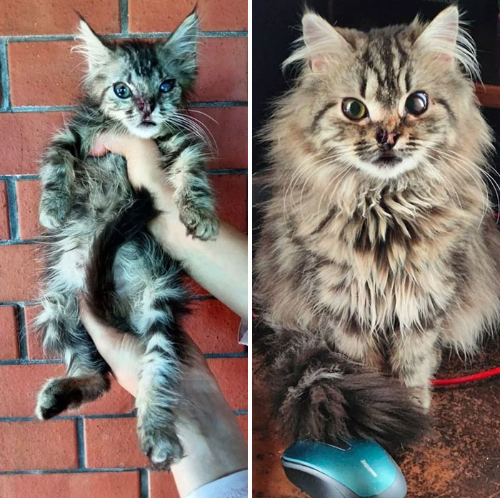 avant et après (12 semaines plus tard). chat kartoshka