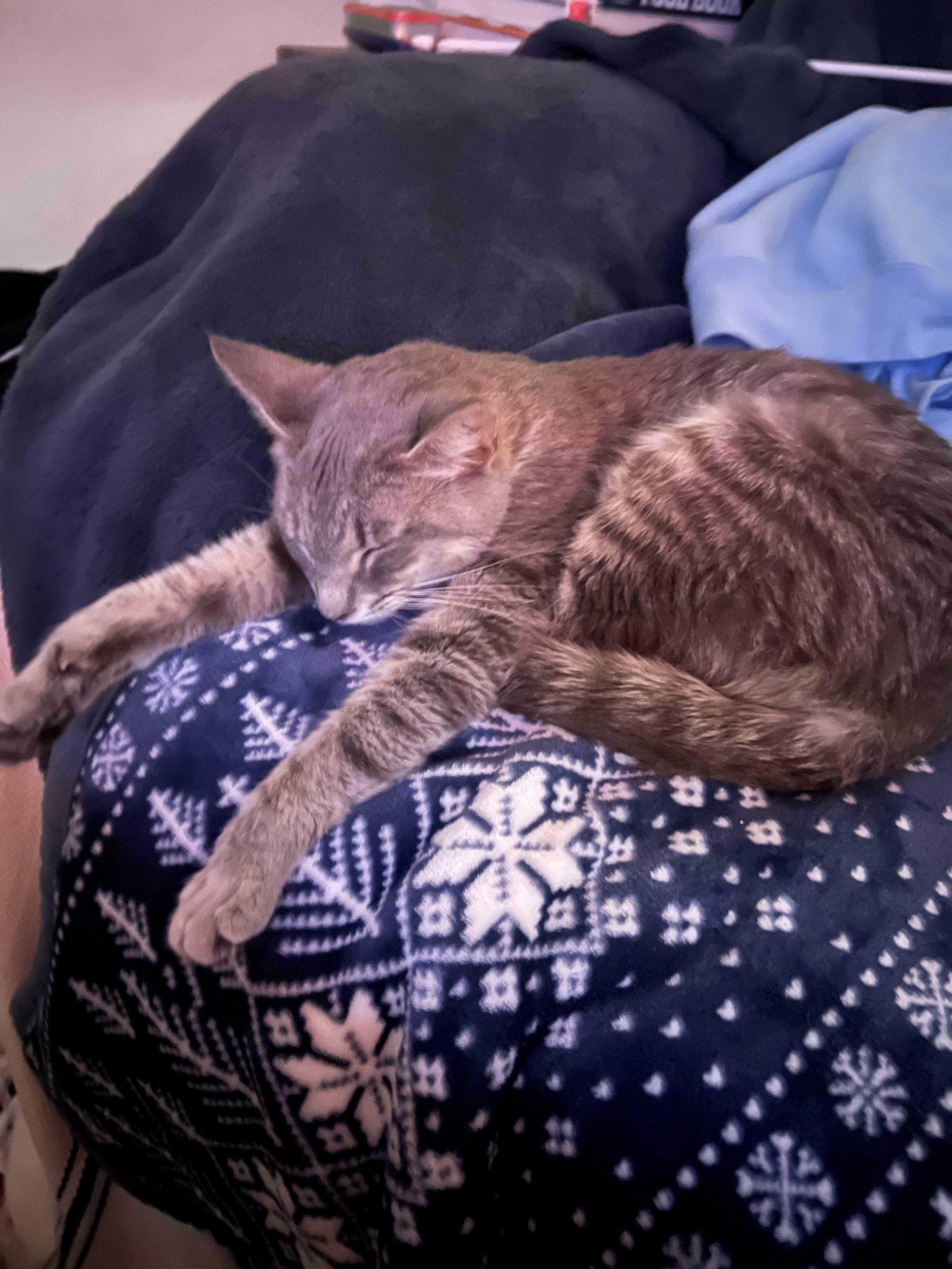 Meet Spensa, She Had Been At The Animal Shelter Since The Beginning Of January. We Adopted Her And Brought Her To Her Furever Home This Weekend