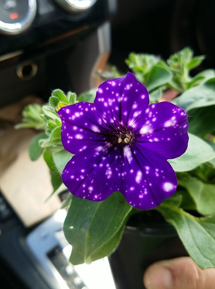 This Flower My Mom Bought Looks Like It Was Badly Rendered