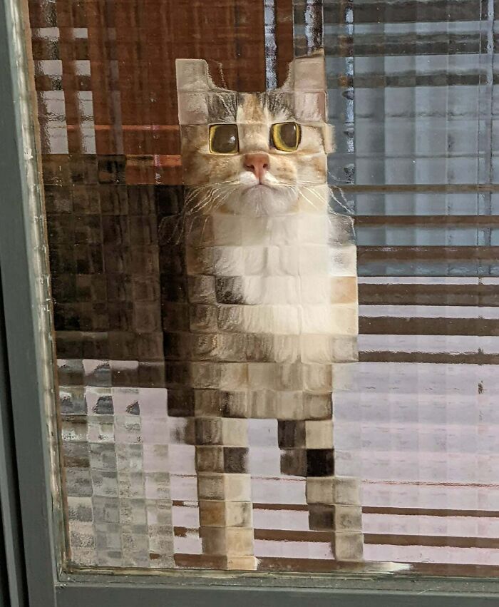 The Cat Looks Pixelated Because Of The Windows