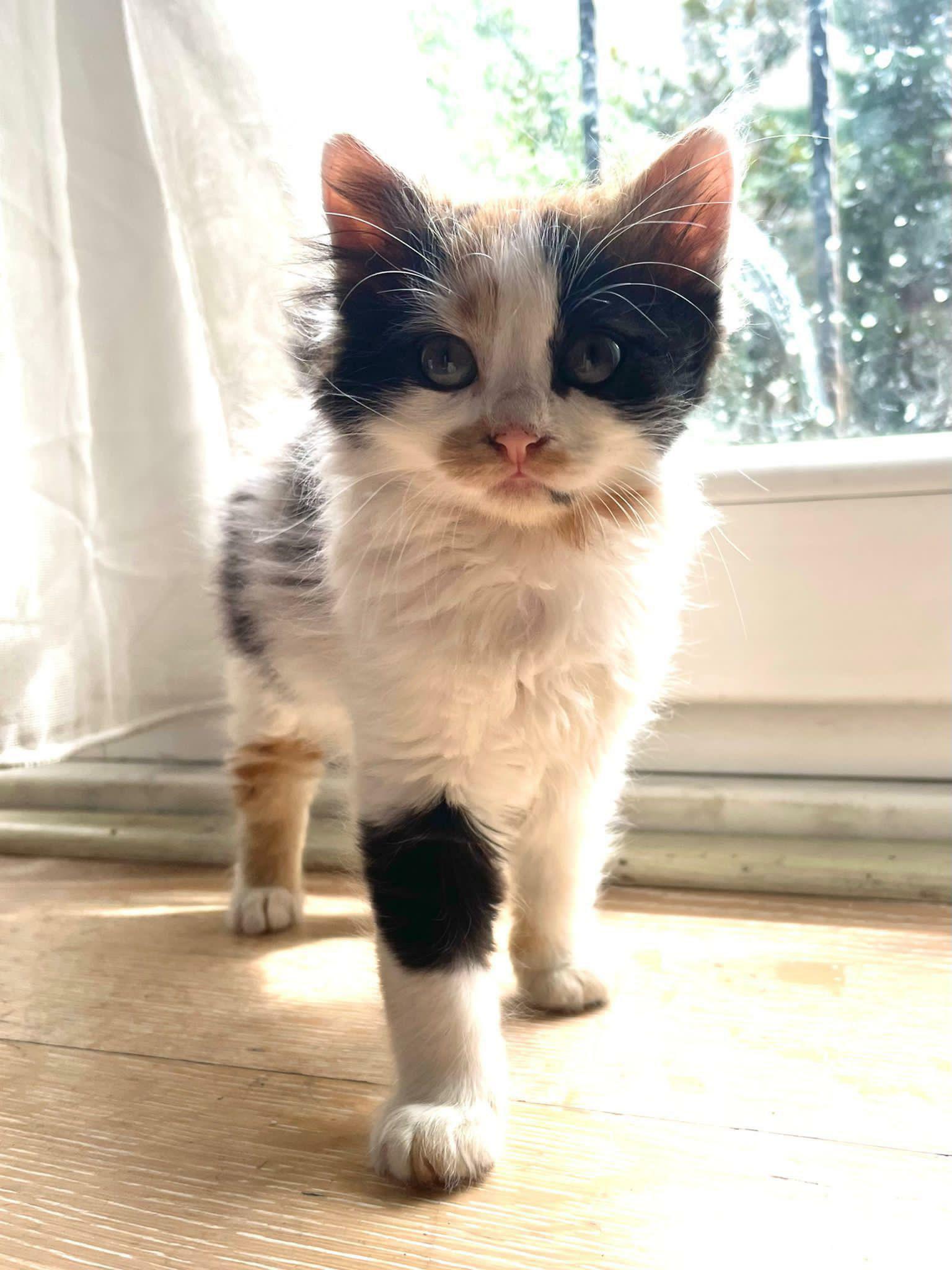 After 28 Years Of Wanting To Adopt A Cat, I Finally Did! Meet Lulu Everyone!