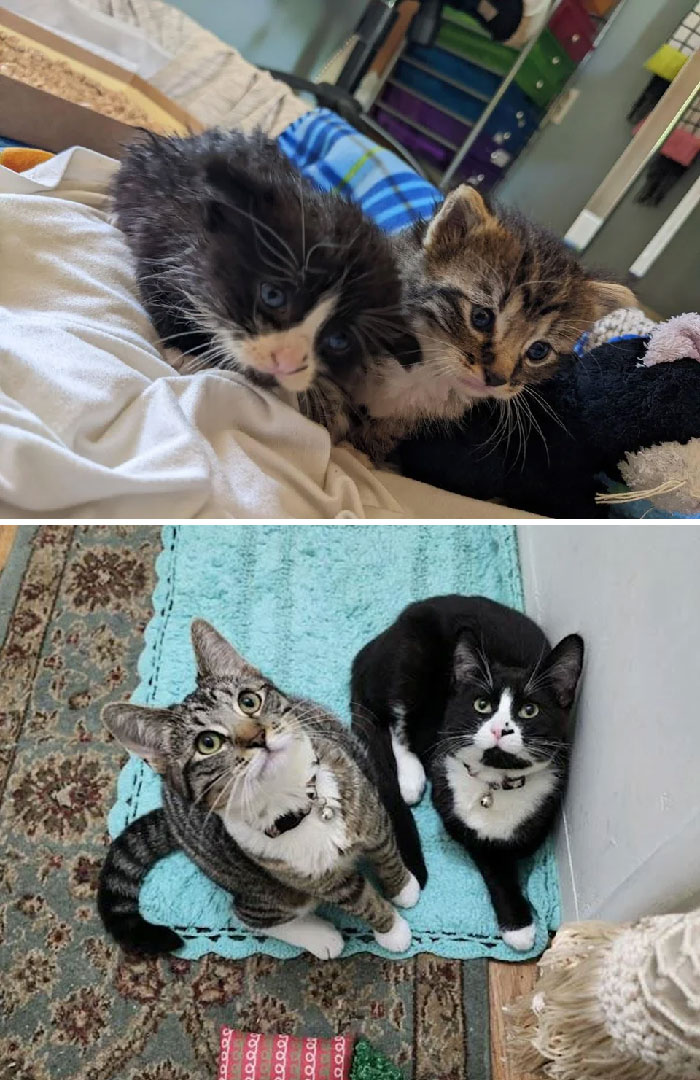 mes premiers chatons d’accueil bottle baby après qu’un voisin les ait trouvés dans une tempête de pluie vs quatre mois plus tard dans leur maison pour toujours !