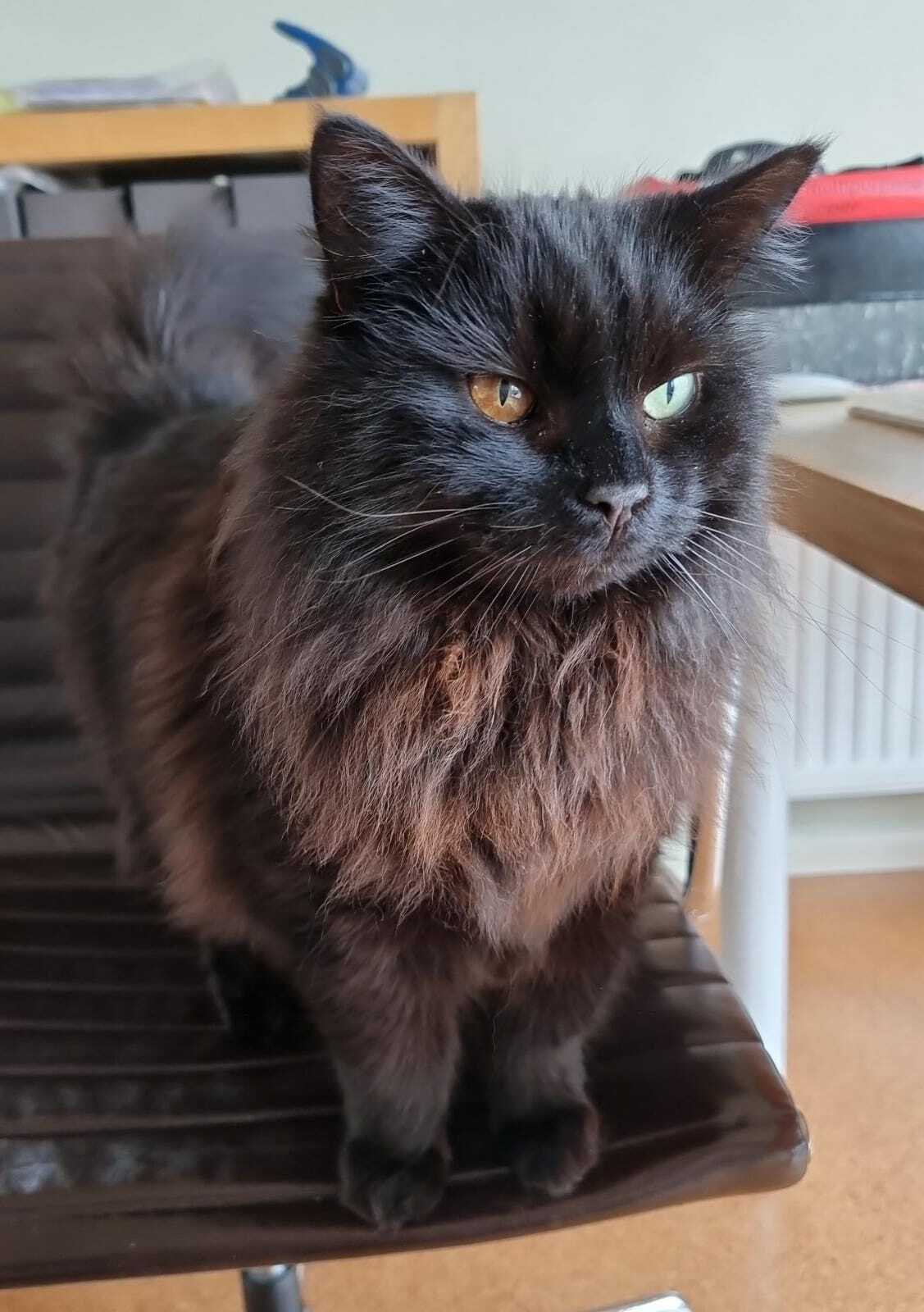 This Handsome Boy Adopted My Father In Law